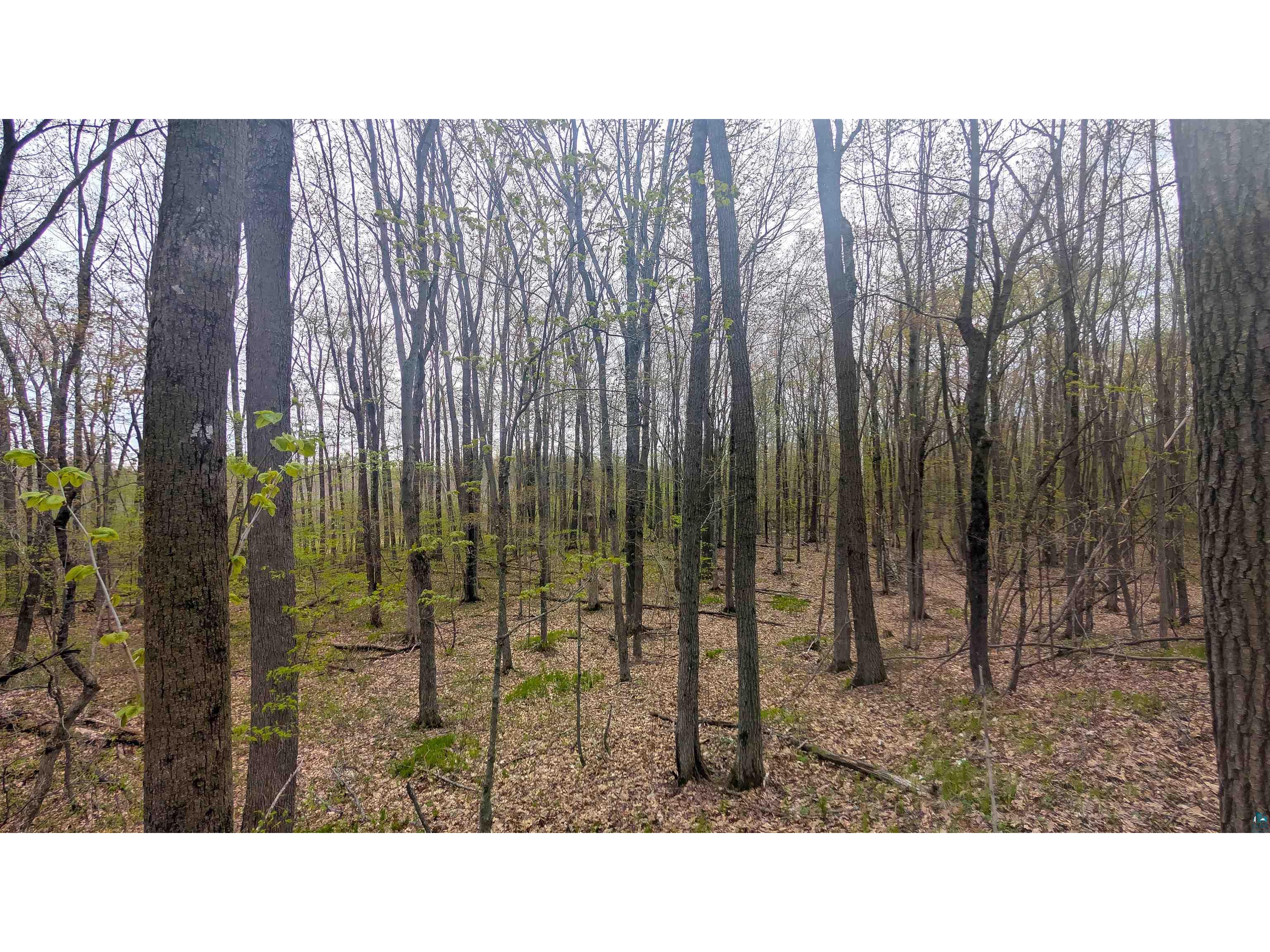 53XXN Basswood Lane Stone Lake WI 54876 6125378 image7