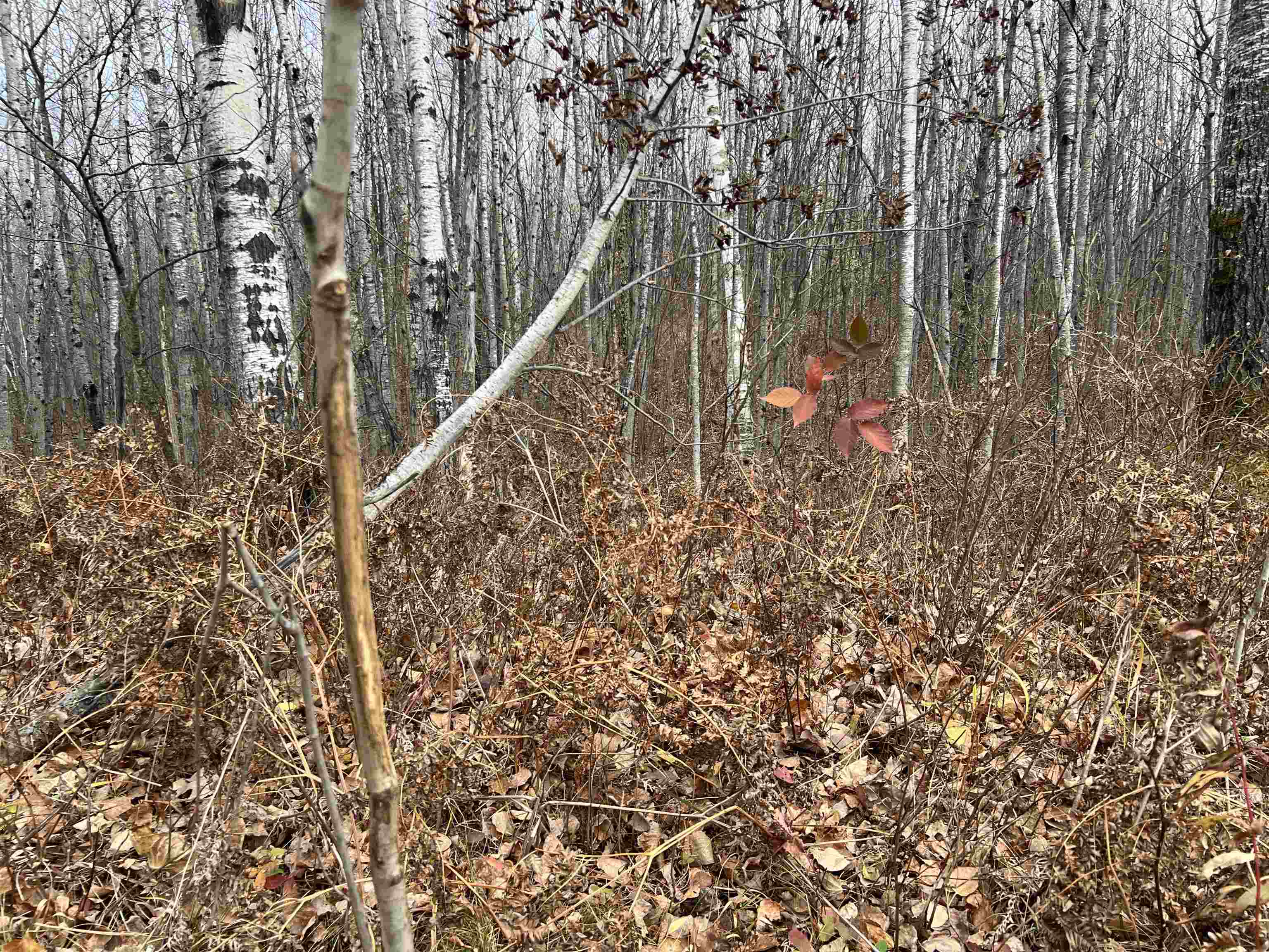 55260 Hwy 63 Grand View WI 54839 6122767 image43