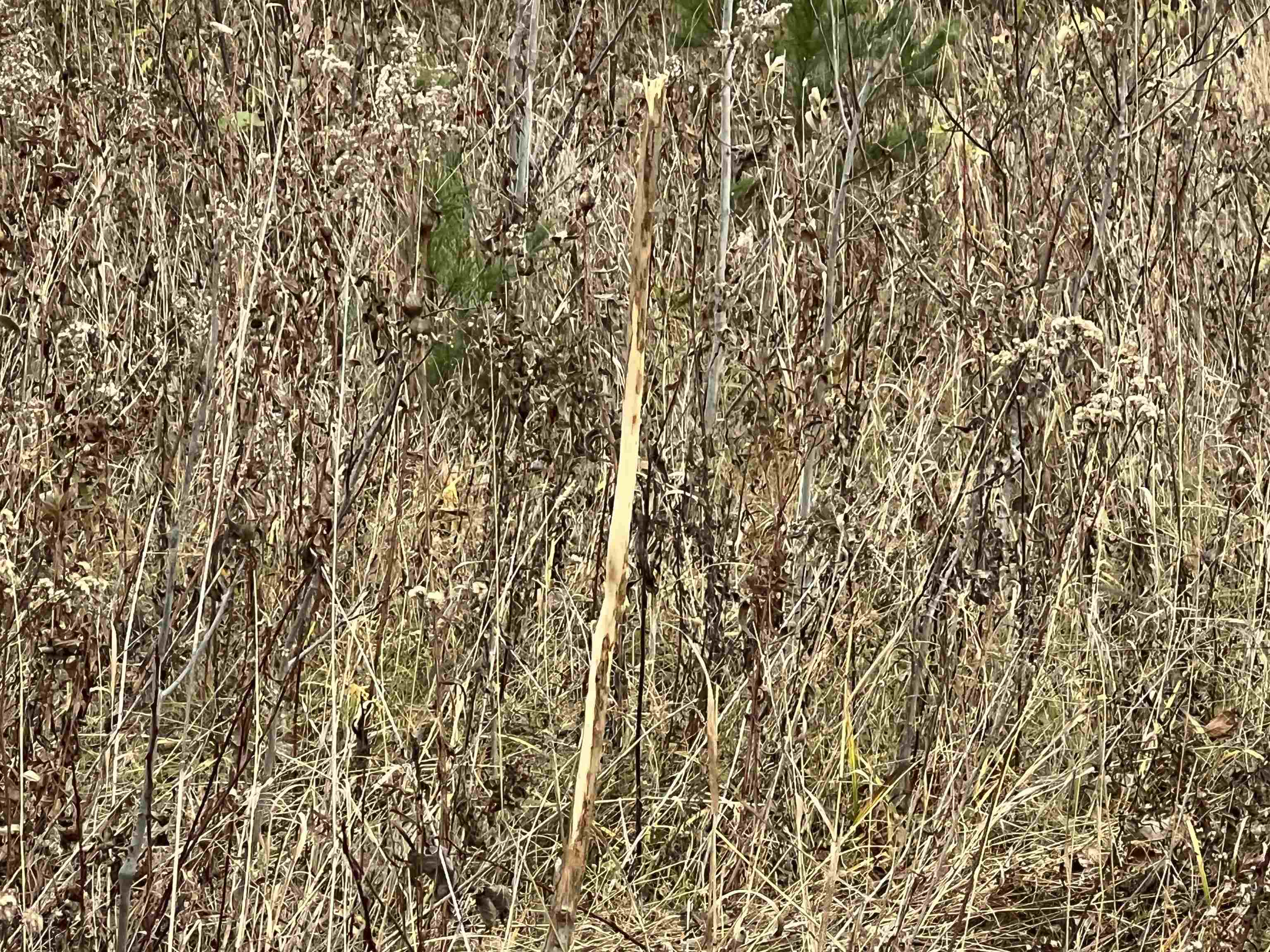 55260 Hwy 63 Grand View WI 54839 6122767 image50