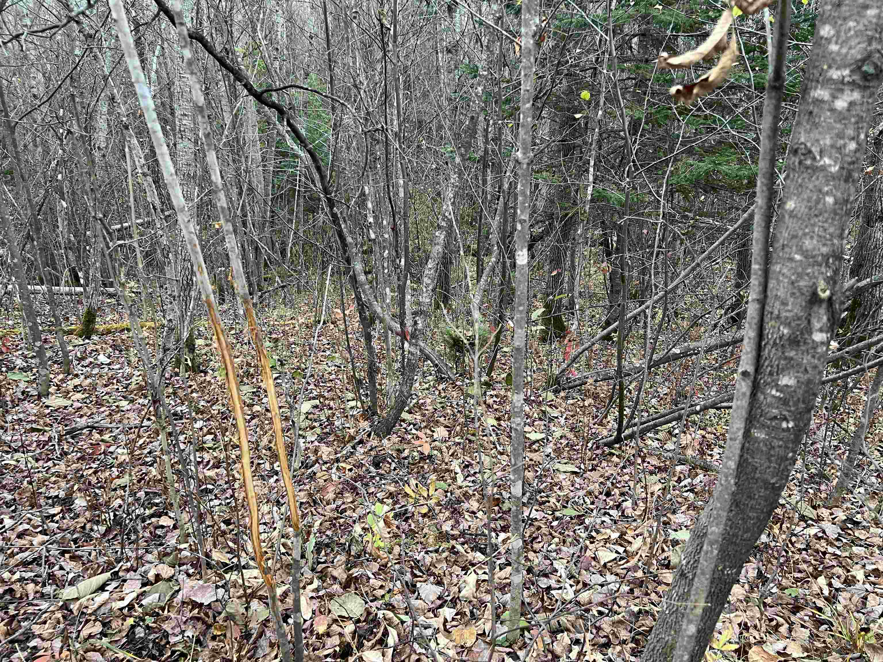 55260 Hwy 63 Grand View WI 54839 6122767 image56