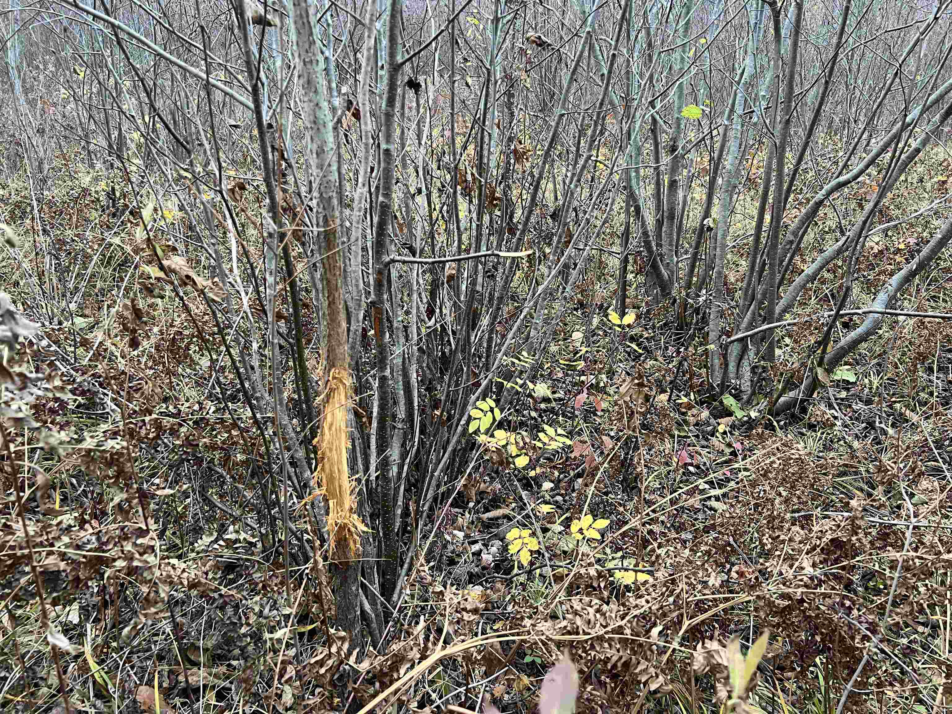 55260 Hwy 63 Grand View WI 54839 6122767 image57