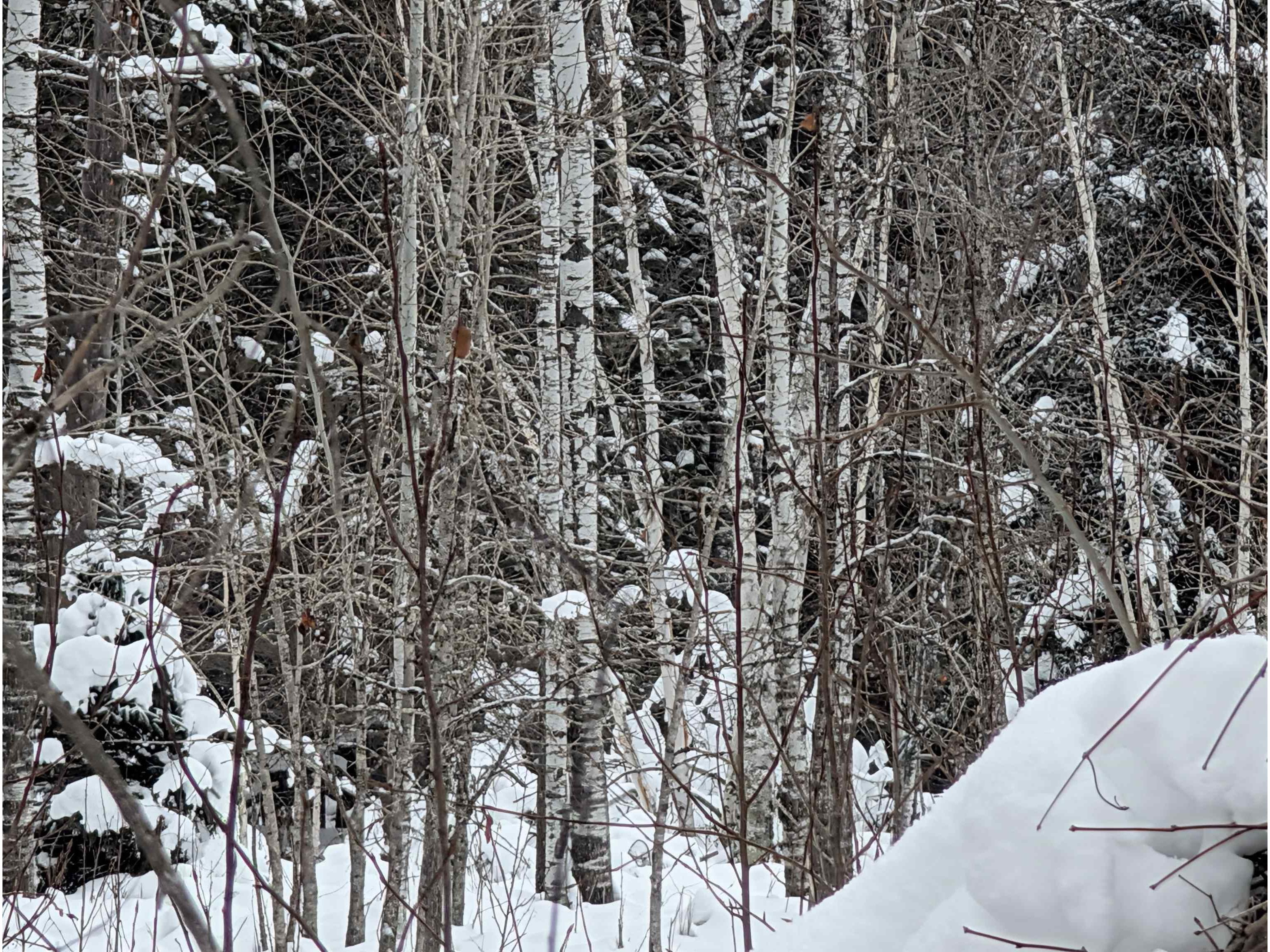 57695 Four Corners Rd Mason WI 54856 - Marengo River 6123141 image2