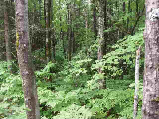 6000 COUNTY RD D Lake Nebagamon WI 54849 6063263 image2