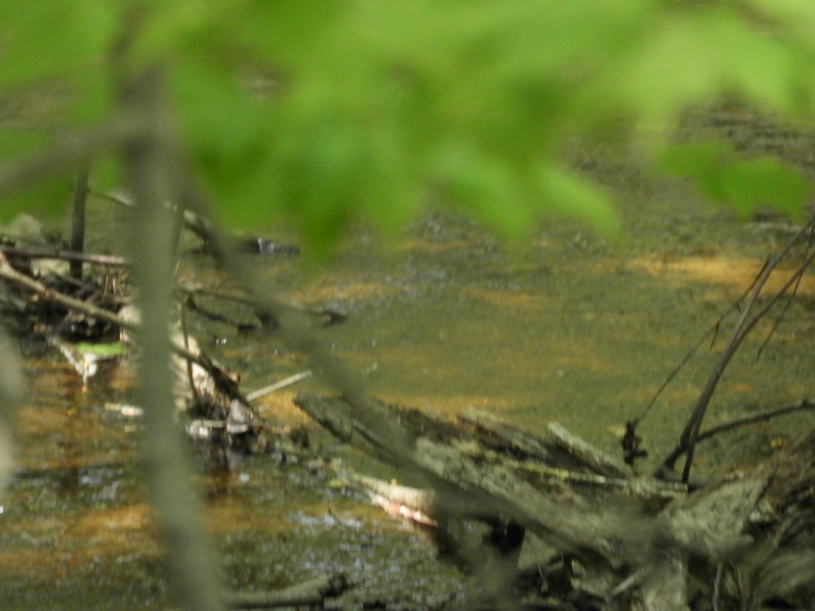 625X Iron Lake Rd Iron River WI 54847 - Iron River 6106900 image4