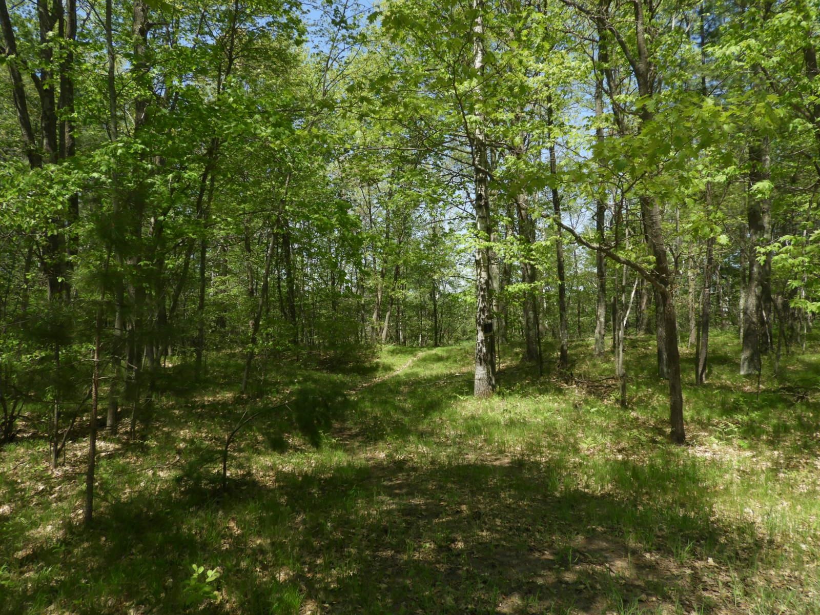 625X Iron Lake Rd Iron River WI 54847 - Iron River 6106900 image5