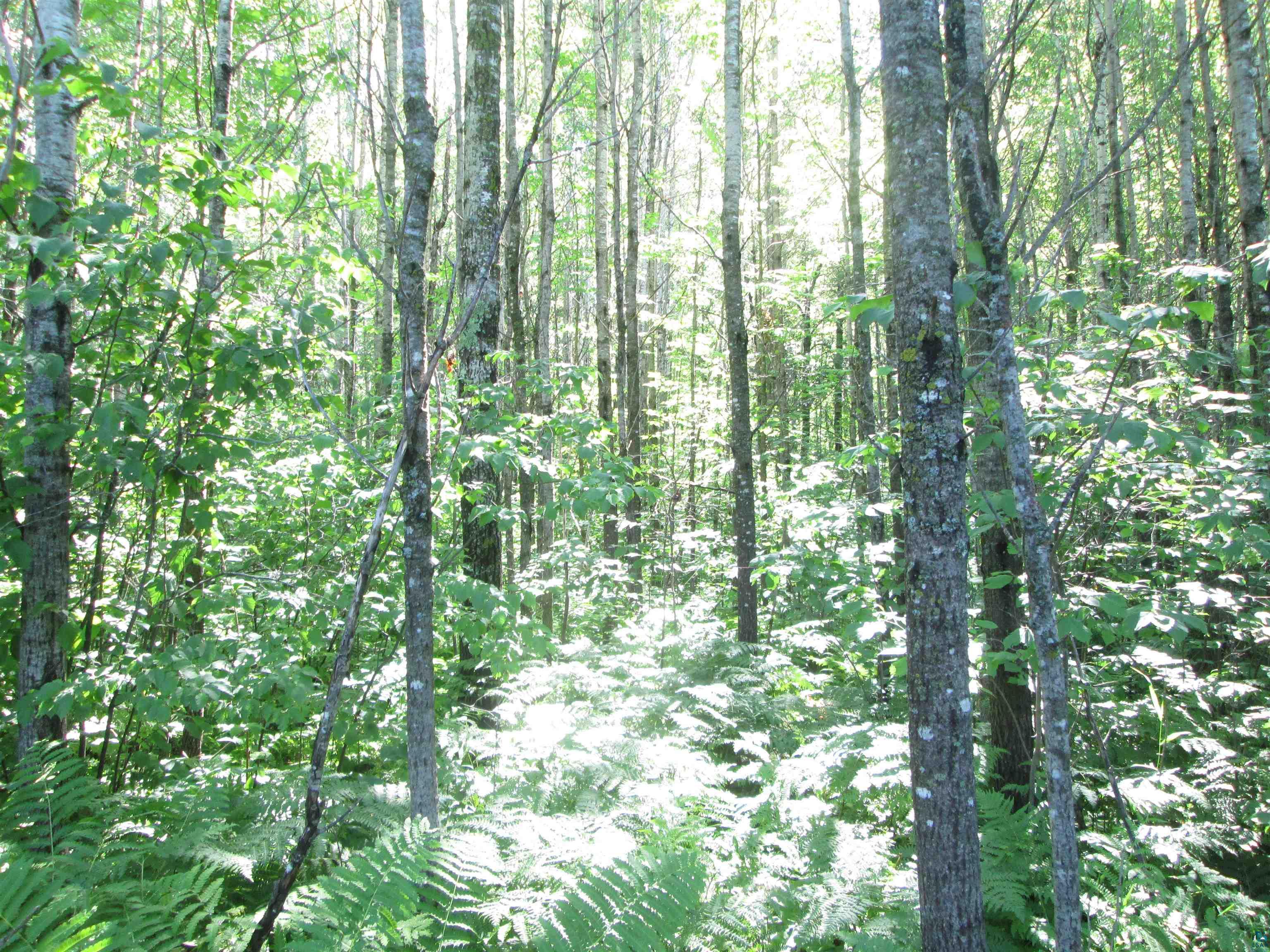 6810 Northeast Rd Wright MN 55798 - Little Tamarack 6126624 image18