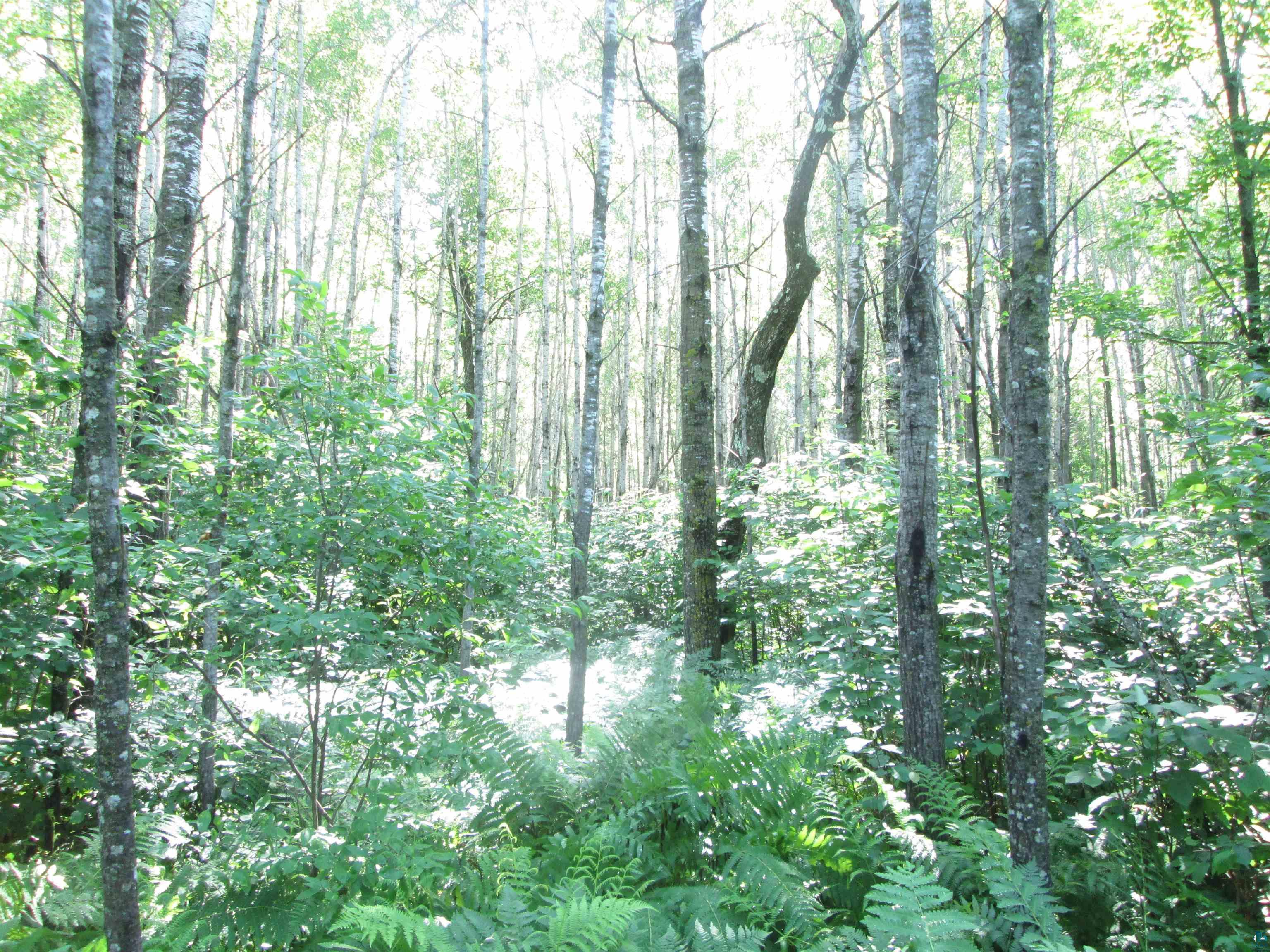 6810 Northeast Rd Wright MN 55798 - Little Tamarack 6126624 image19