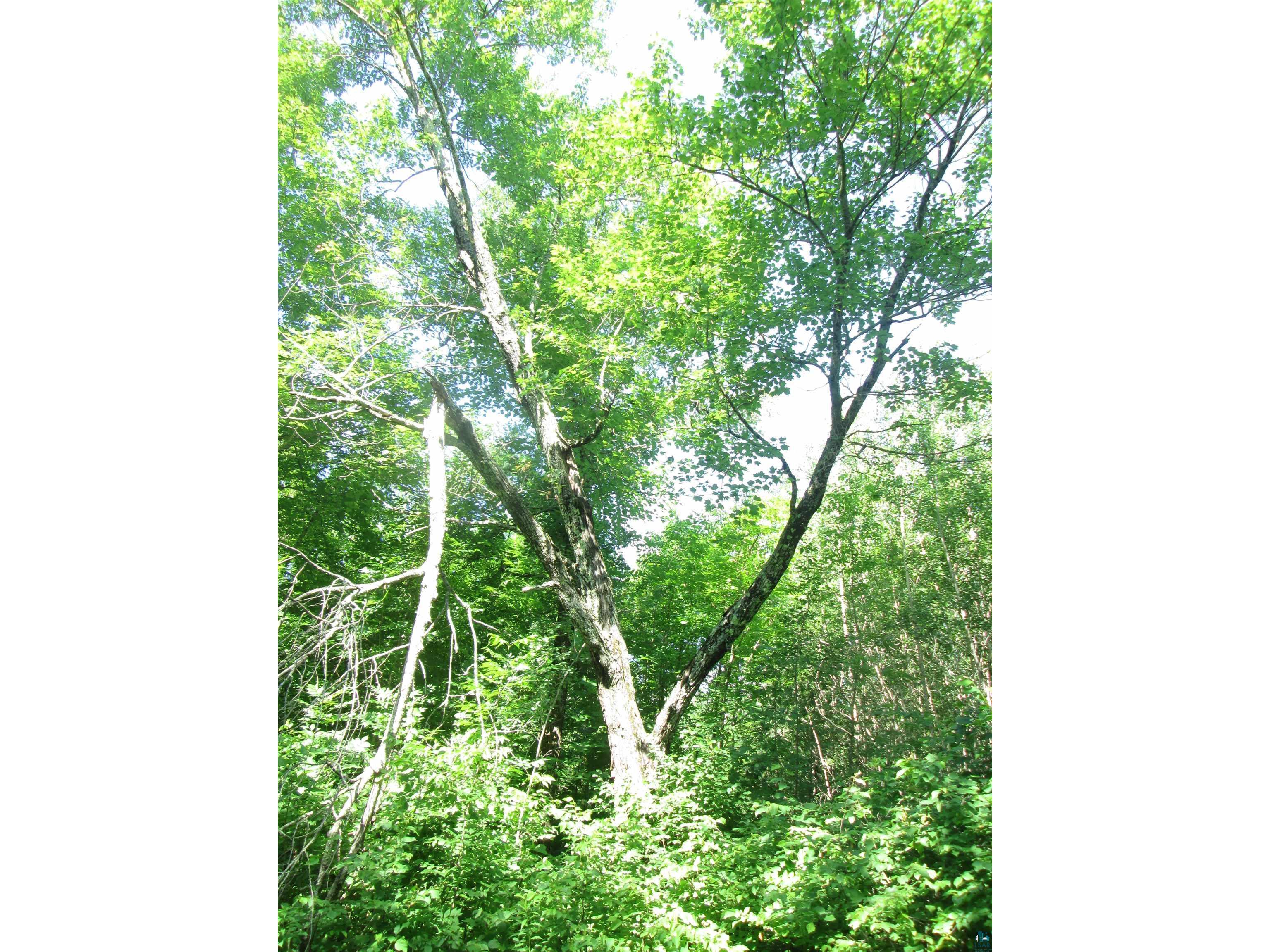 6810 Northeast Rd Wright MN 55798 - Little Tamarack 6126624 image21