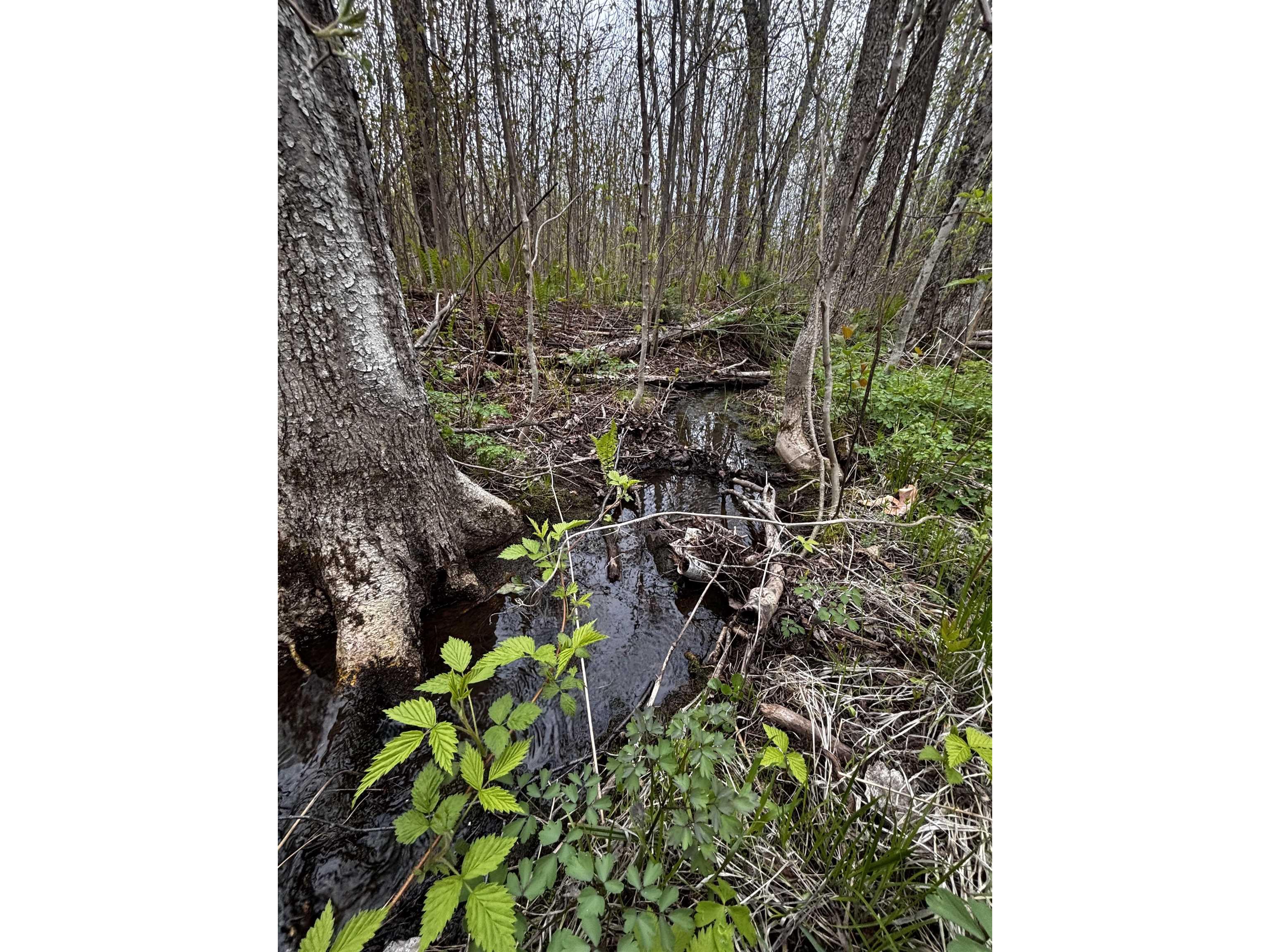 71 Murphy Dr Grand Marais MN 55604 6123088 image23