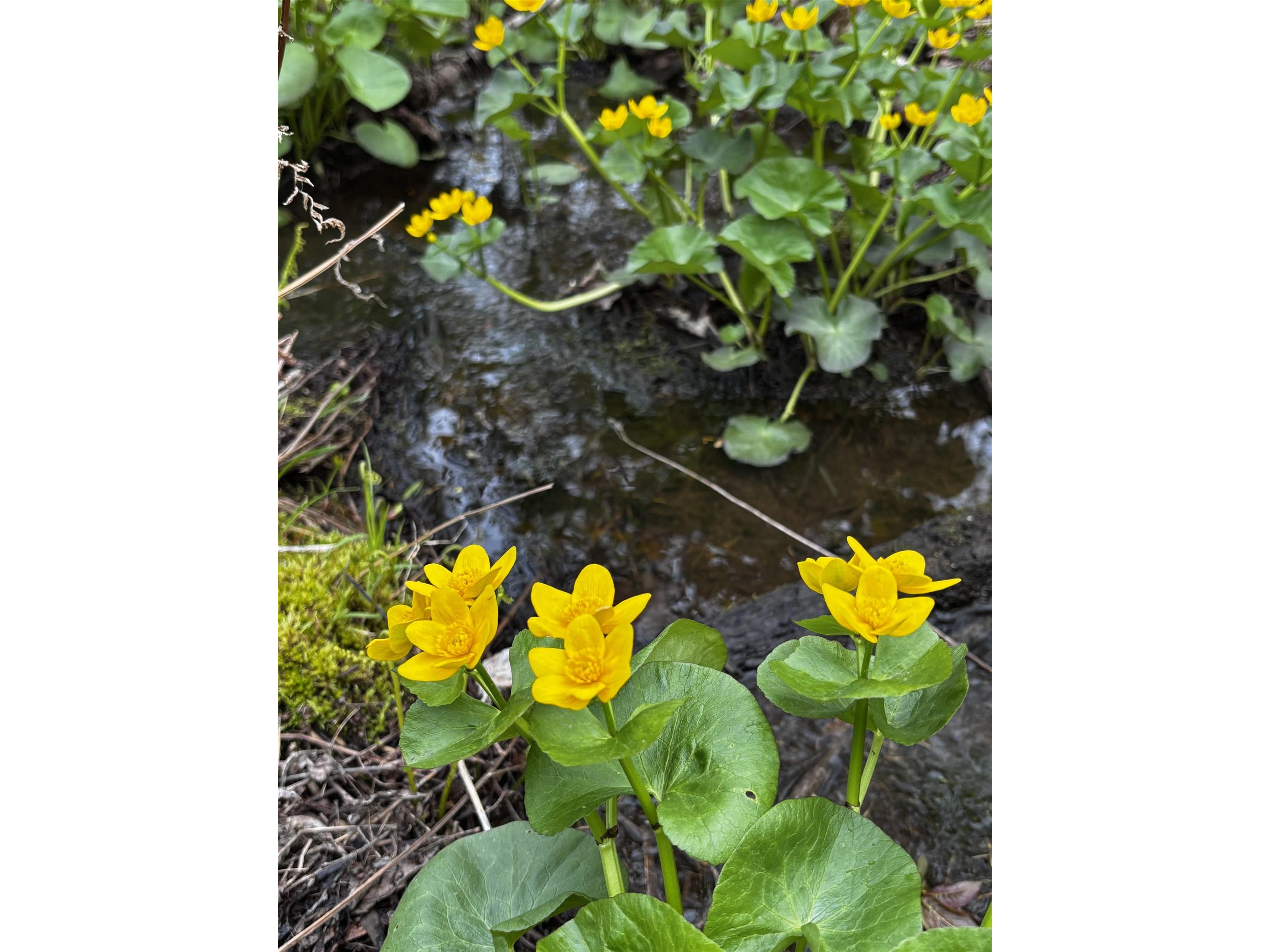 71 Murphy Dr Grand Marais MN 55604 6123088 image24