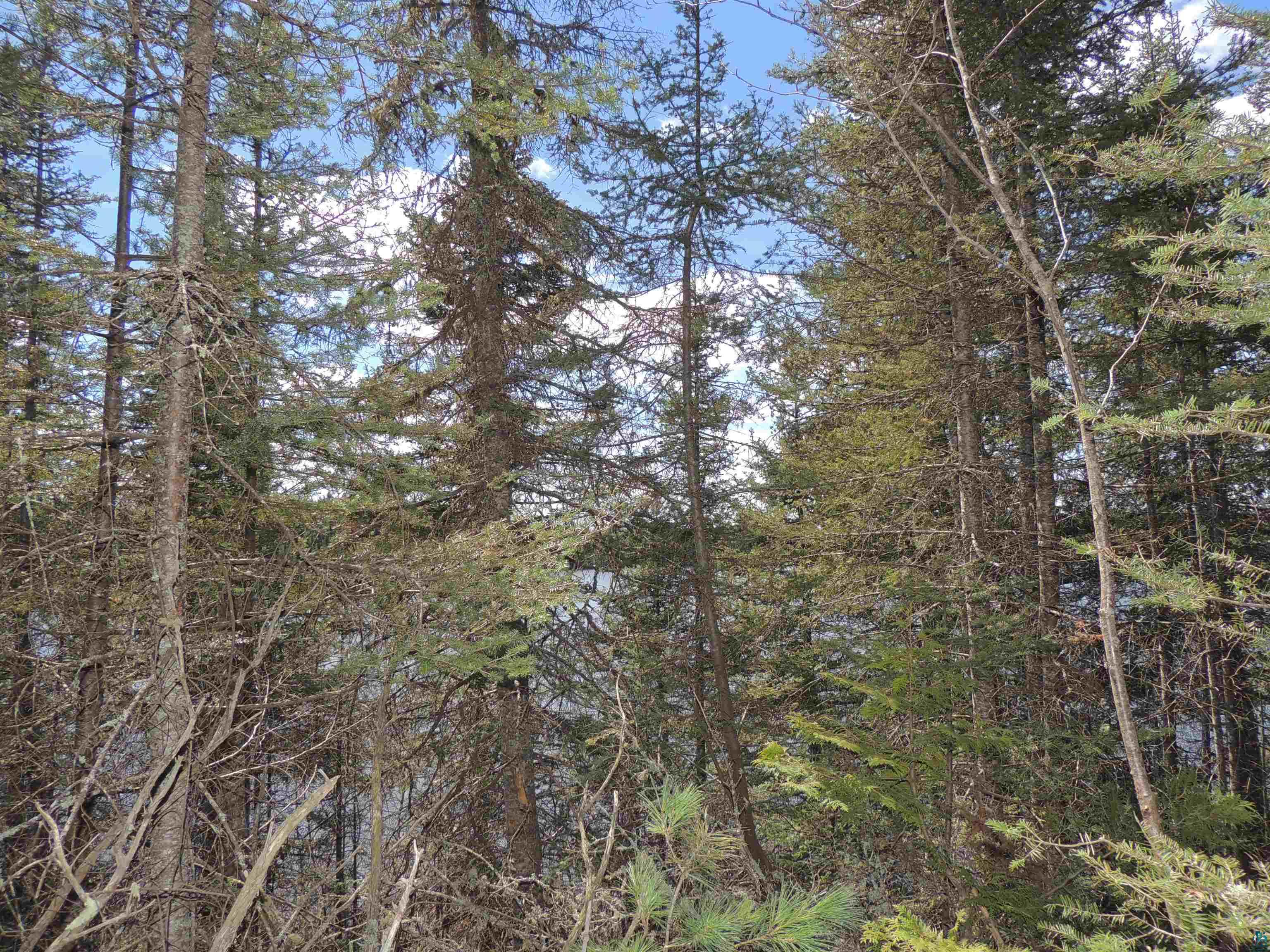 76XX Gunflint Tr Grand Marais MN 55604 - Poplar Lake 6125140 image10