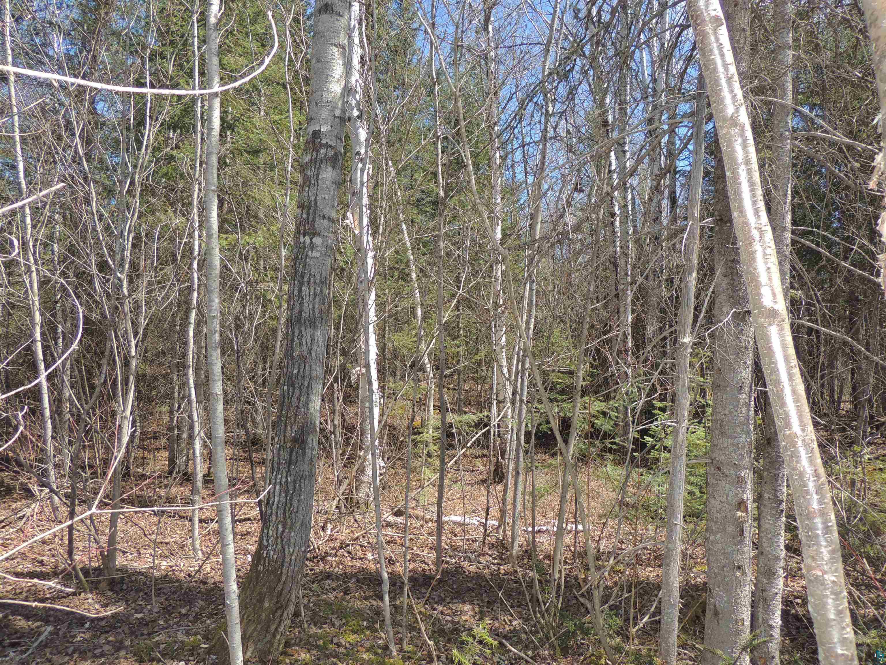 76XX Gunflint Tr Grand Marais MN 55604 - Poplar Lake 6125140 image11
