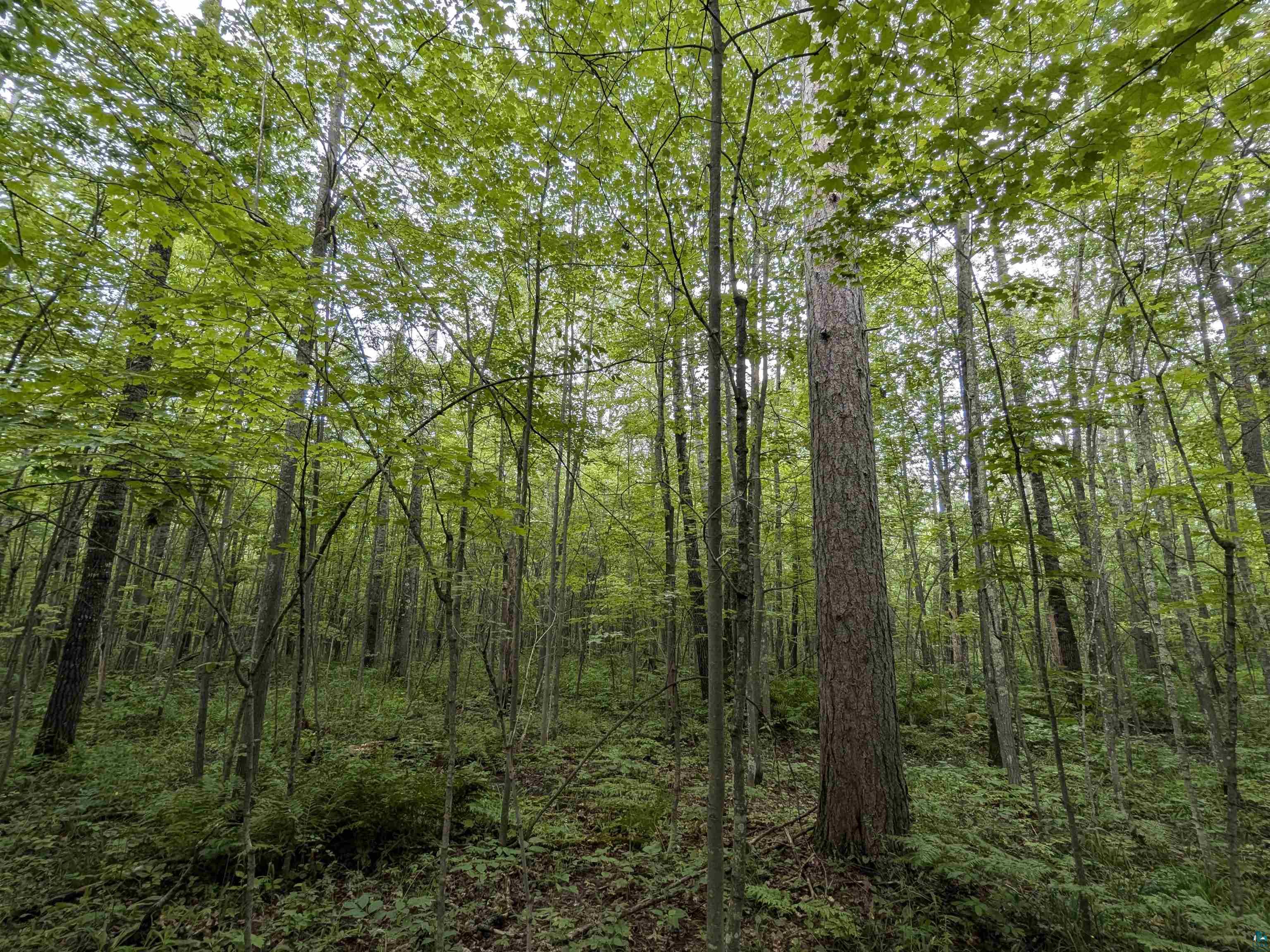 76xxx McKinley Rd Washburn WI 54891 6114806 image1