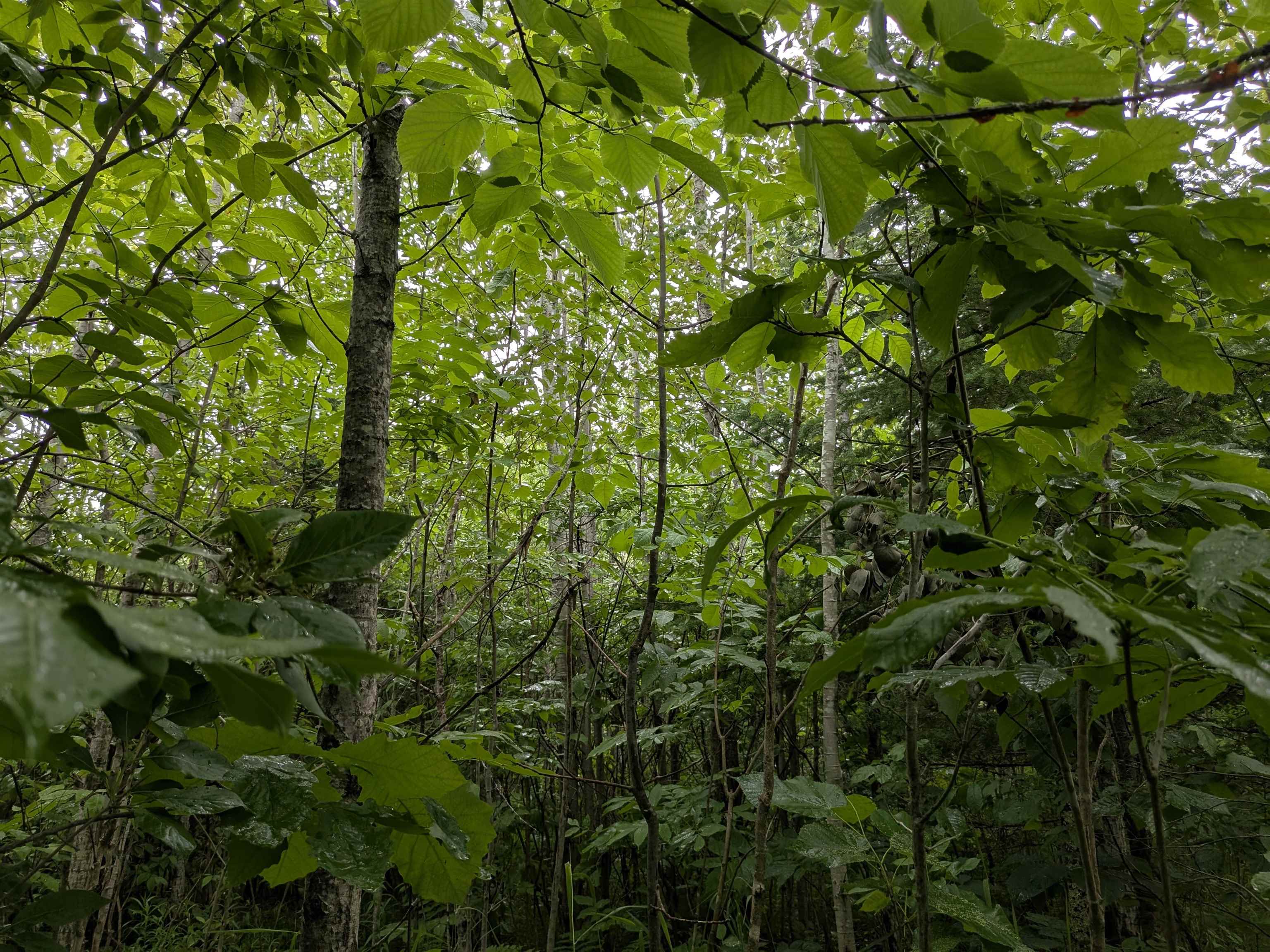 80 Acres on County Line Rd Brule WI 54820 6120395 image3