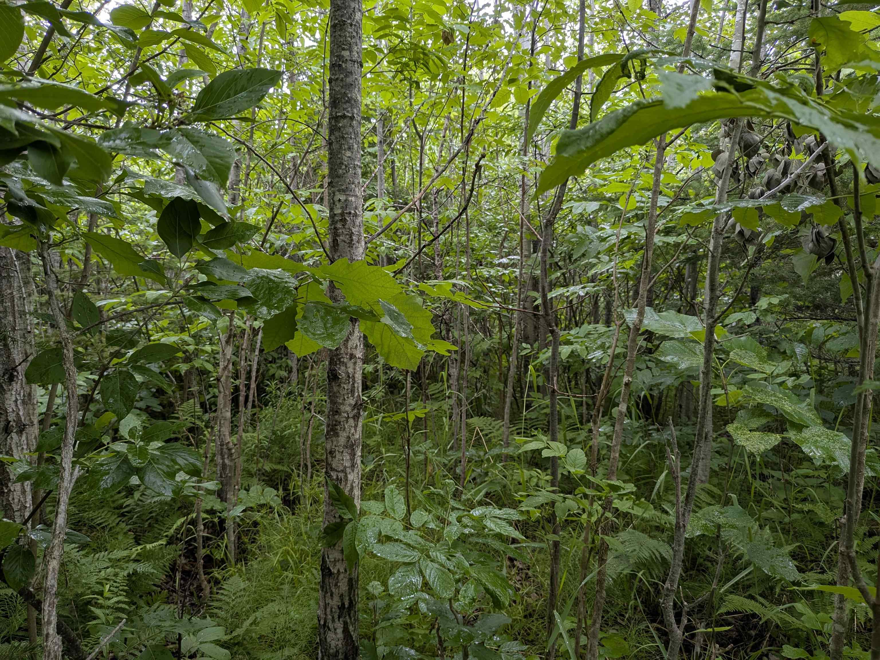 80 Acres on County Line Rd Brule WI 54820 6120395 image7