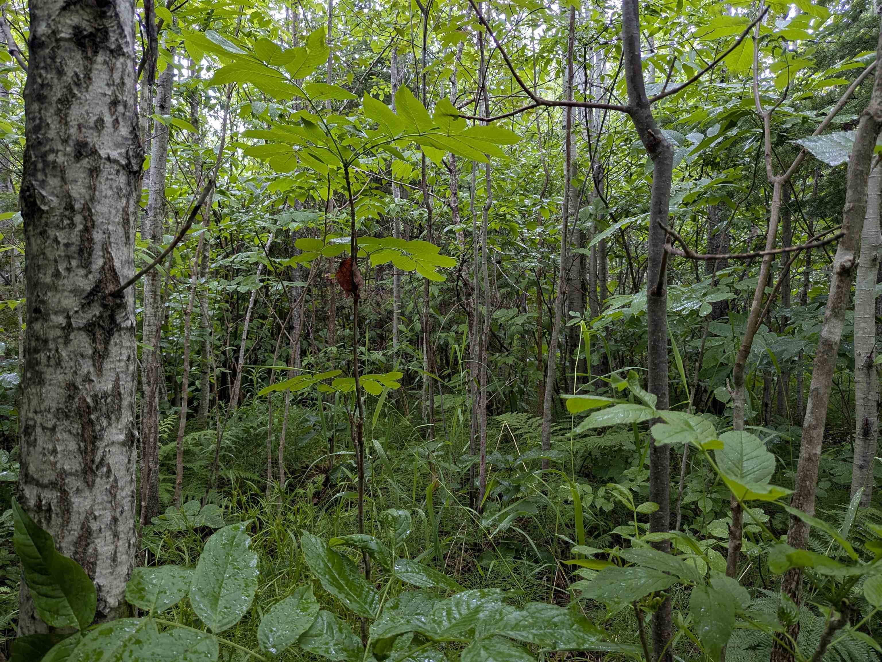 80 Acres on County Line Rd Brule WI 54820 6120395 image8