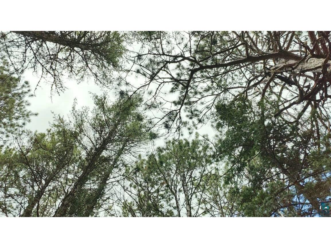 80064 Osprey Pass Tower MN 55790 - Vermilion 6124341 image12