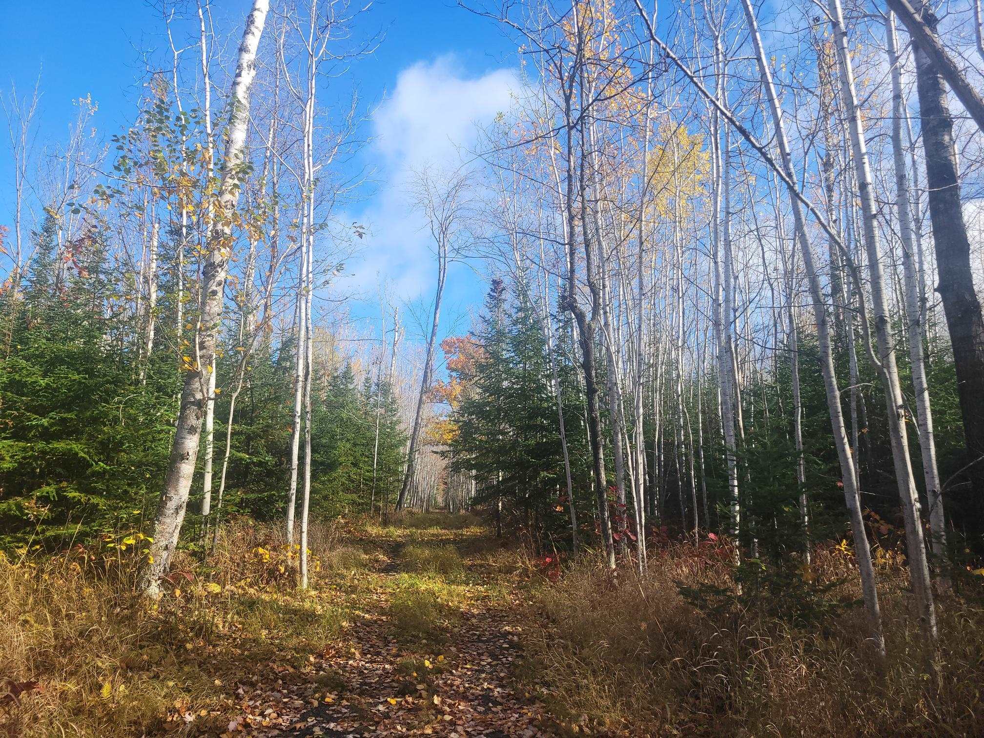 85255 Ravine Rd Port Wing WI 54865 6122751 image32