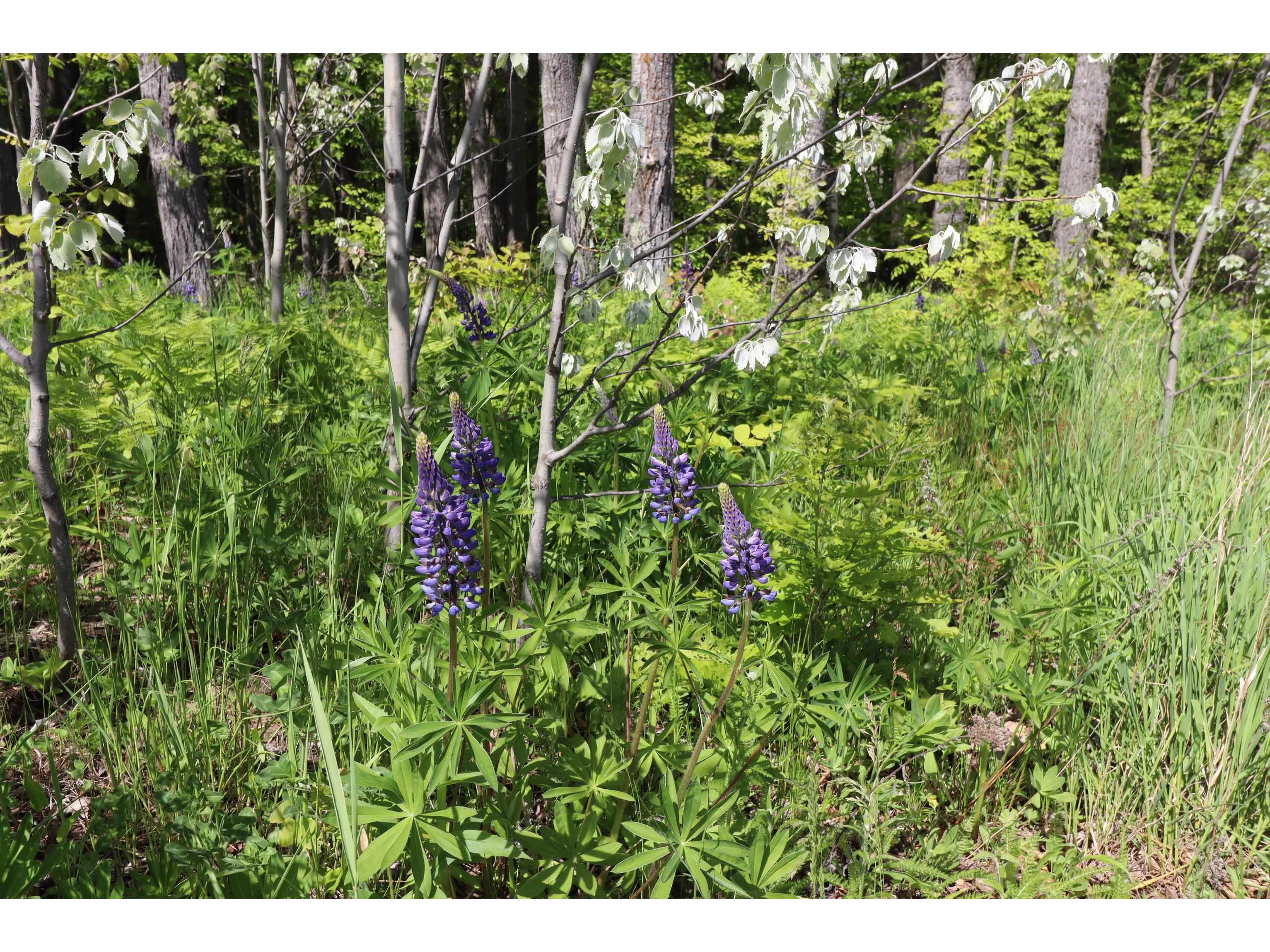 Lot 38 Eagle Run Bayfield WI 54814 6121231 image22