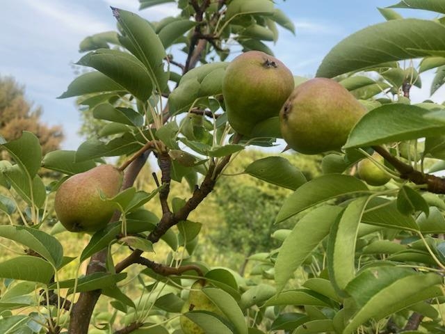 86360 Meyers Olson Rd Bayfield WI 54814 6123486 image53