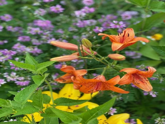 86360 Meyers Olson Rd Bayfield WI 54814 6123486 image54