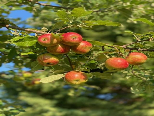 86360 Meyers Olson Rd Bayfield WI 54814 6123486 image58