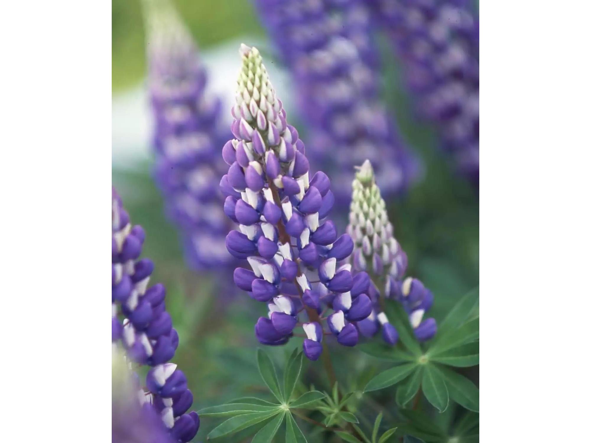 86360 Meyers Olson Rd Bayfield WI 54814 6123486 image62