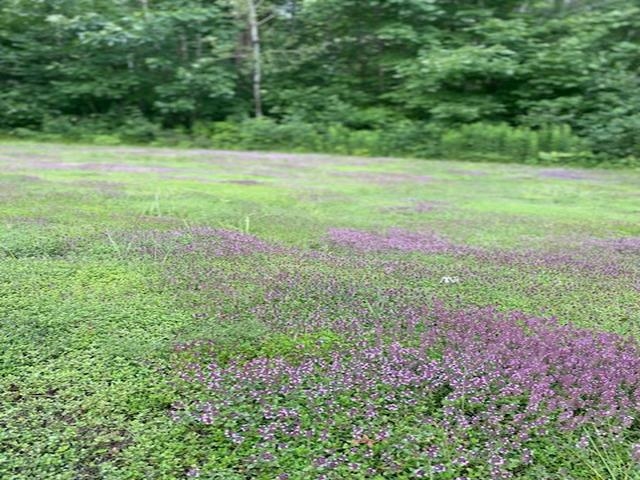 86360 Meyers Olson Rd Bayfield WI 54814 6123486 image66