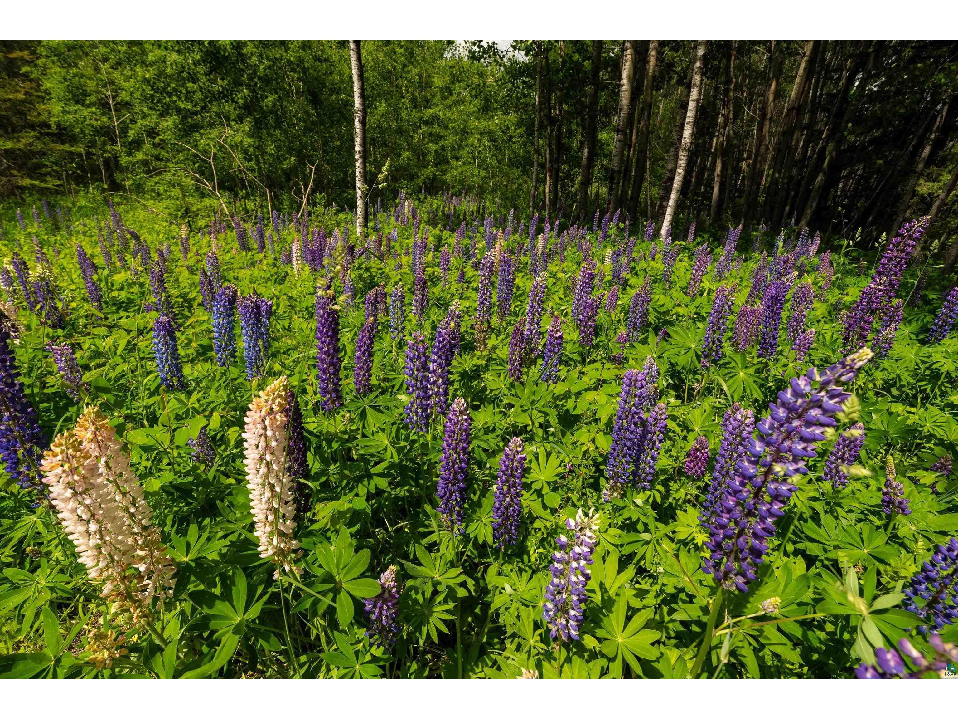 871 Gunflint Tr Grand Marais MN 55604 6126198 image19