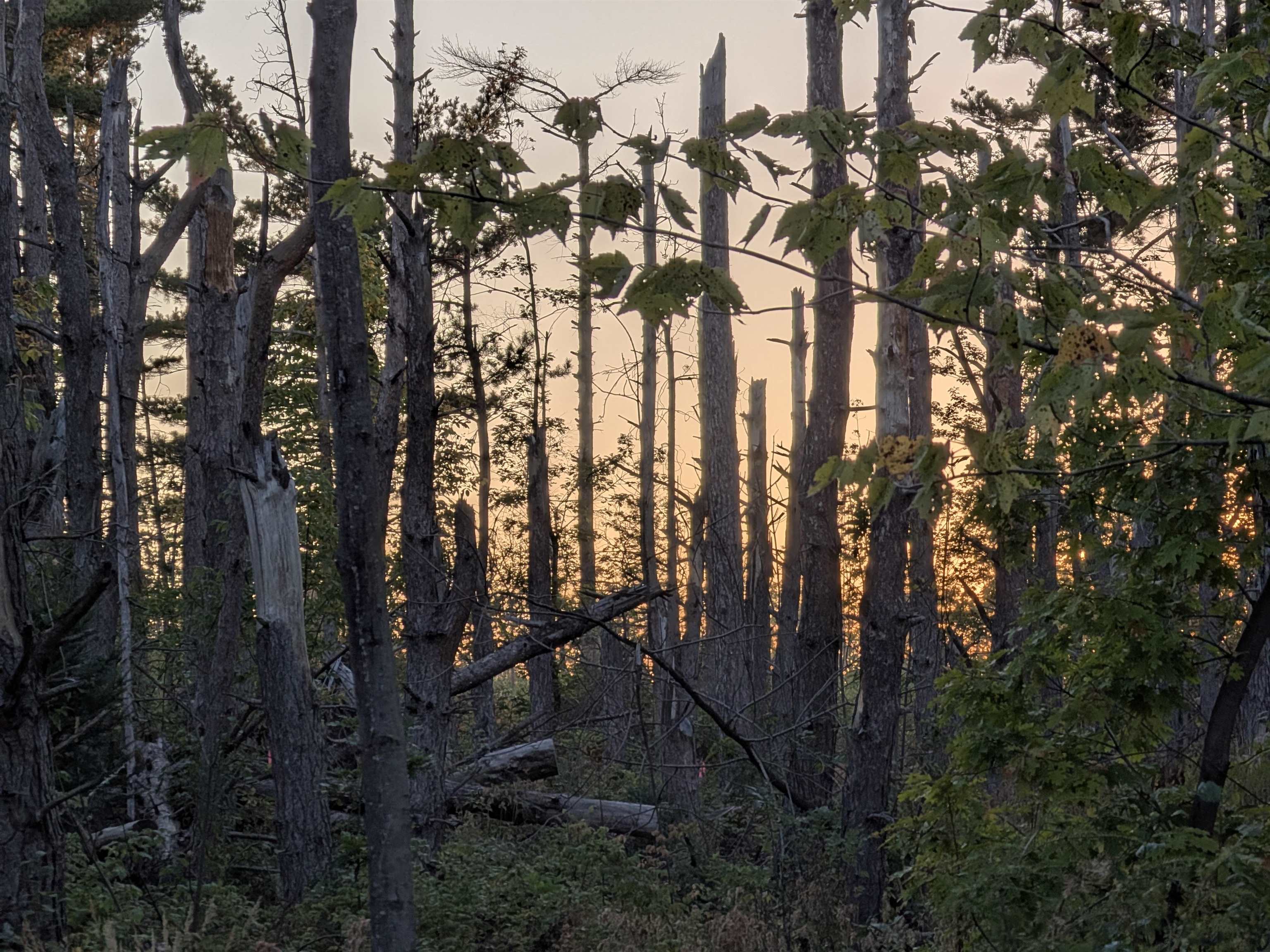 9.58 Acres on Peterson Hill Rd Bayfield WI 54814 6121365 image1