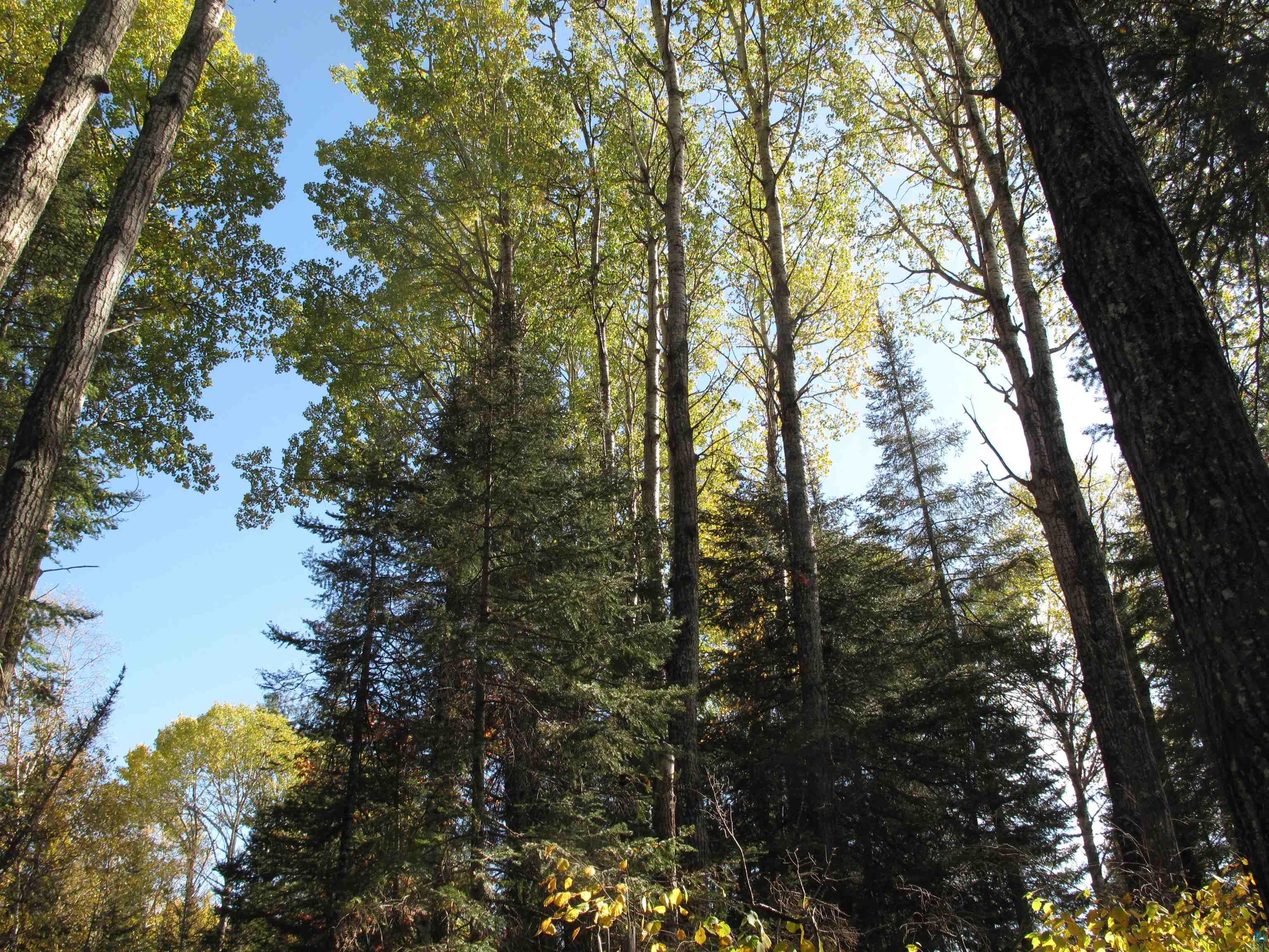 90 Franks Way Grand Marais MN 55604 6116476 image1