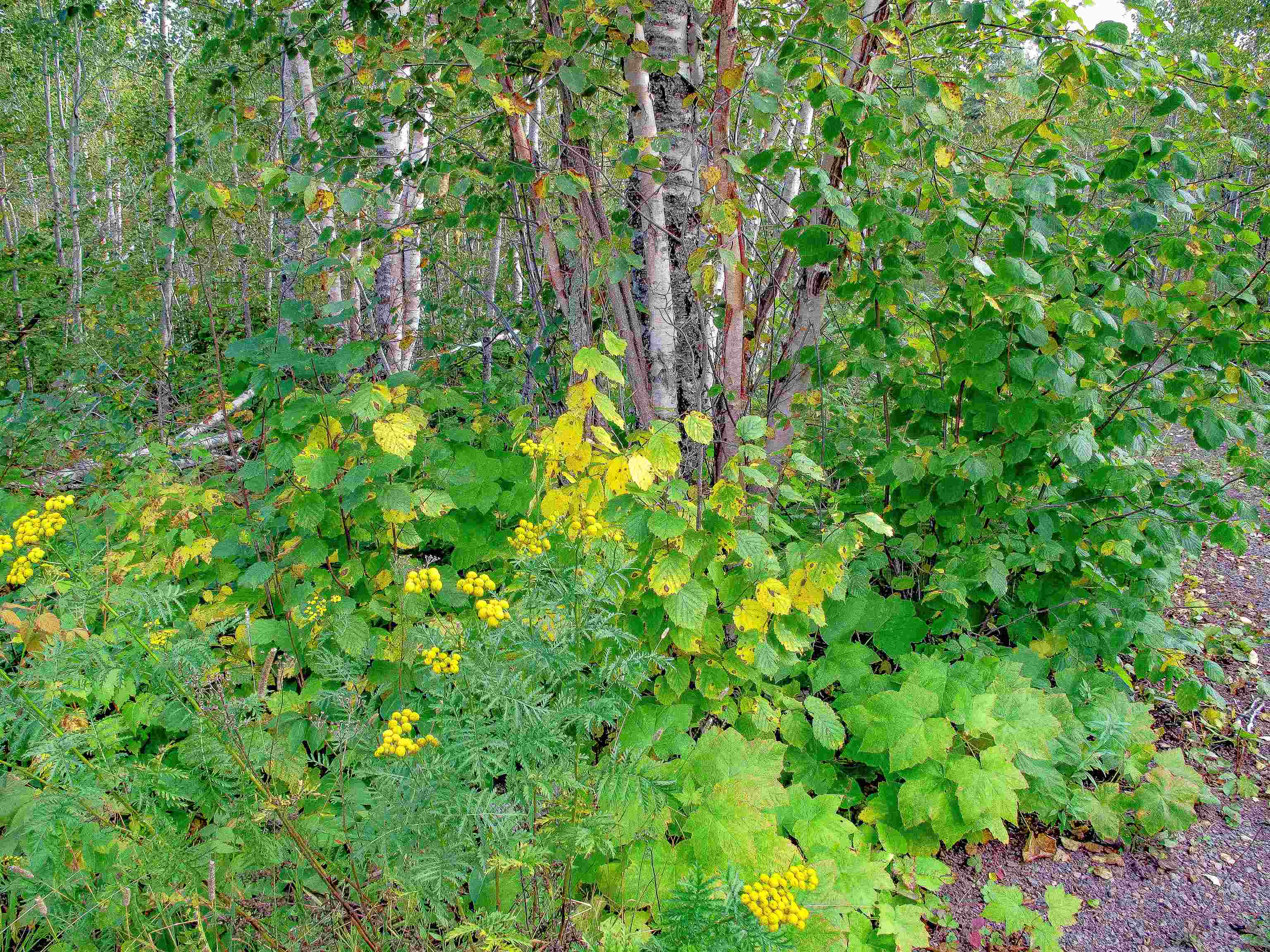 9223 Hwy 61 W Schroeder MN 55613 6119000 image3