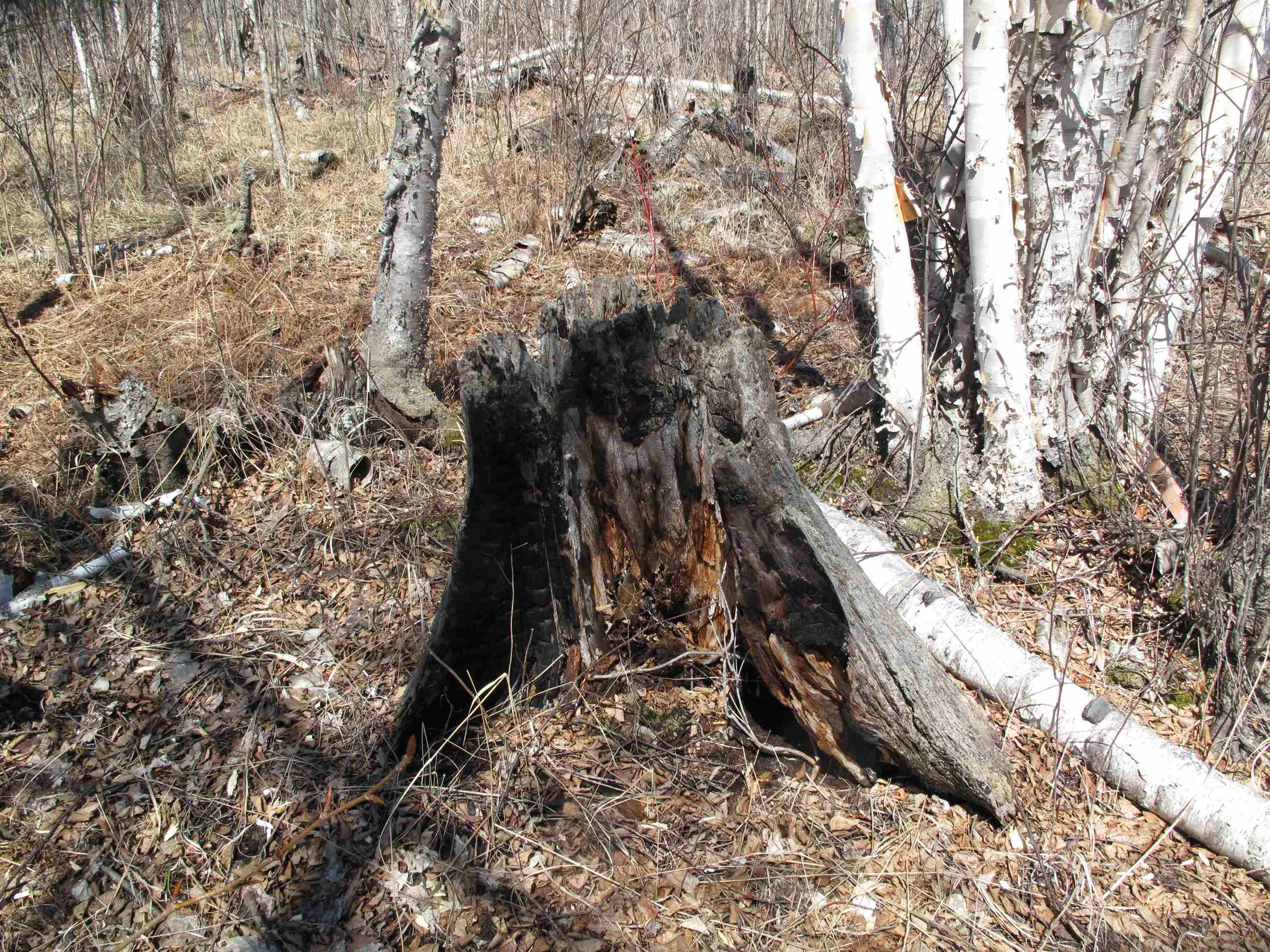 9223 Hwy 61 W Schroeder MN 55613 6119000 image30