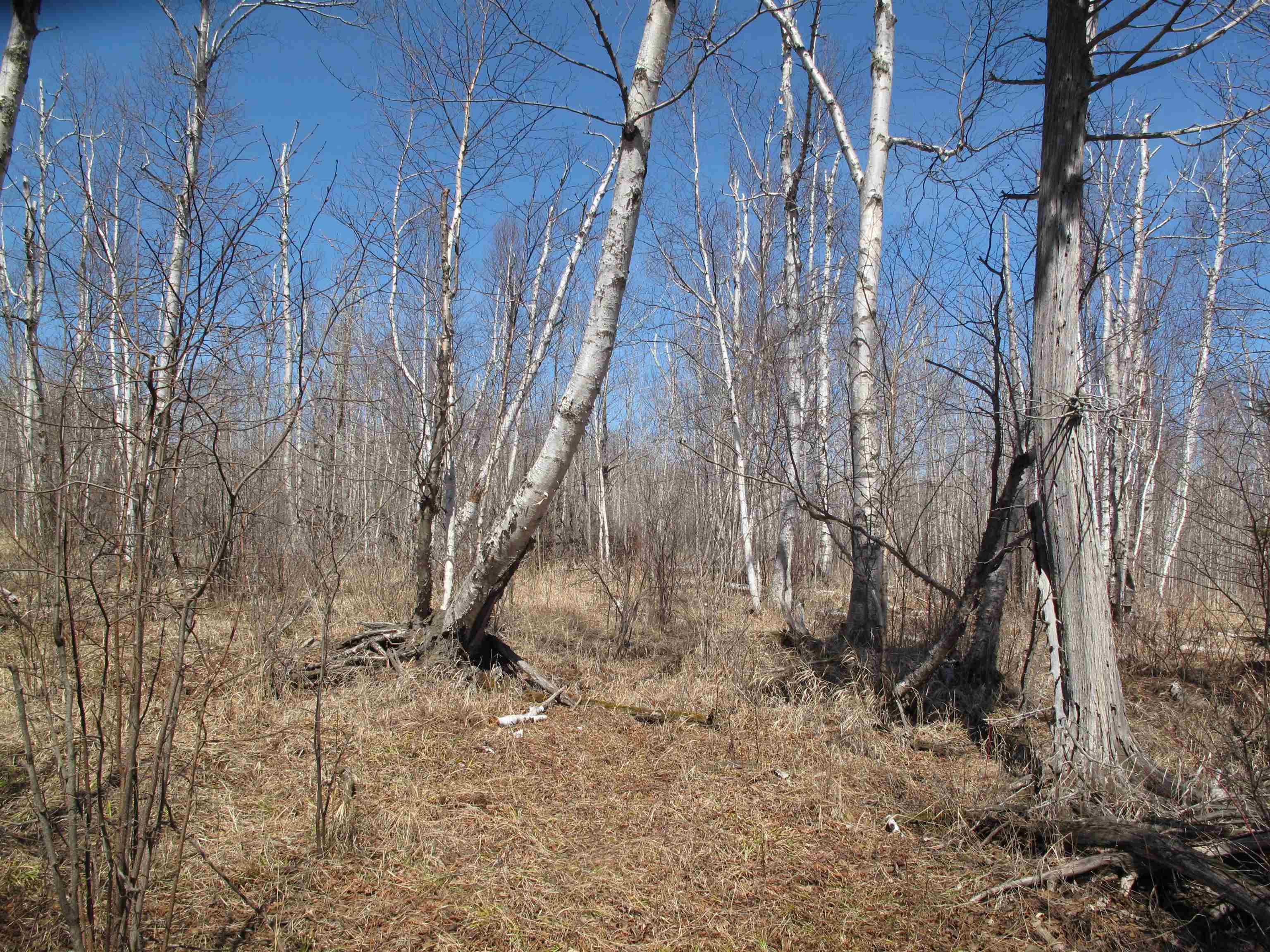 9223 Hwy 61 W Schroeder MN 55613 6119000 image34