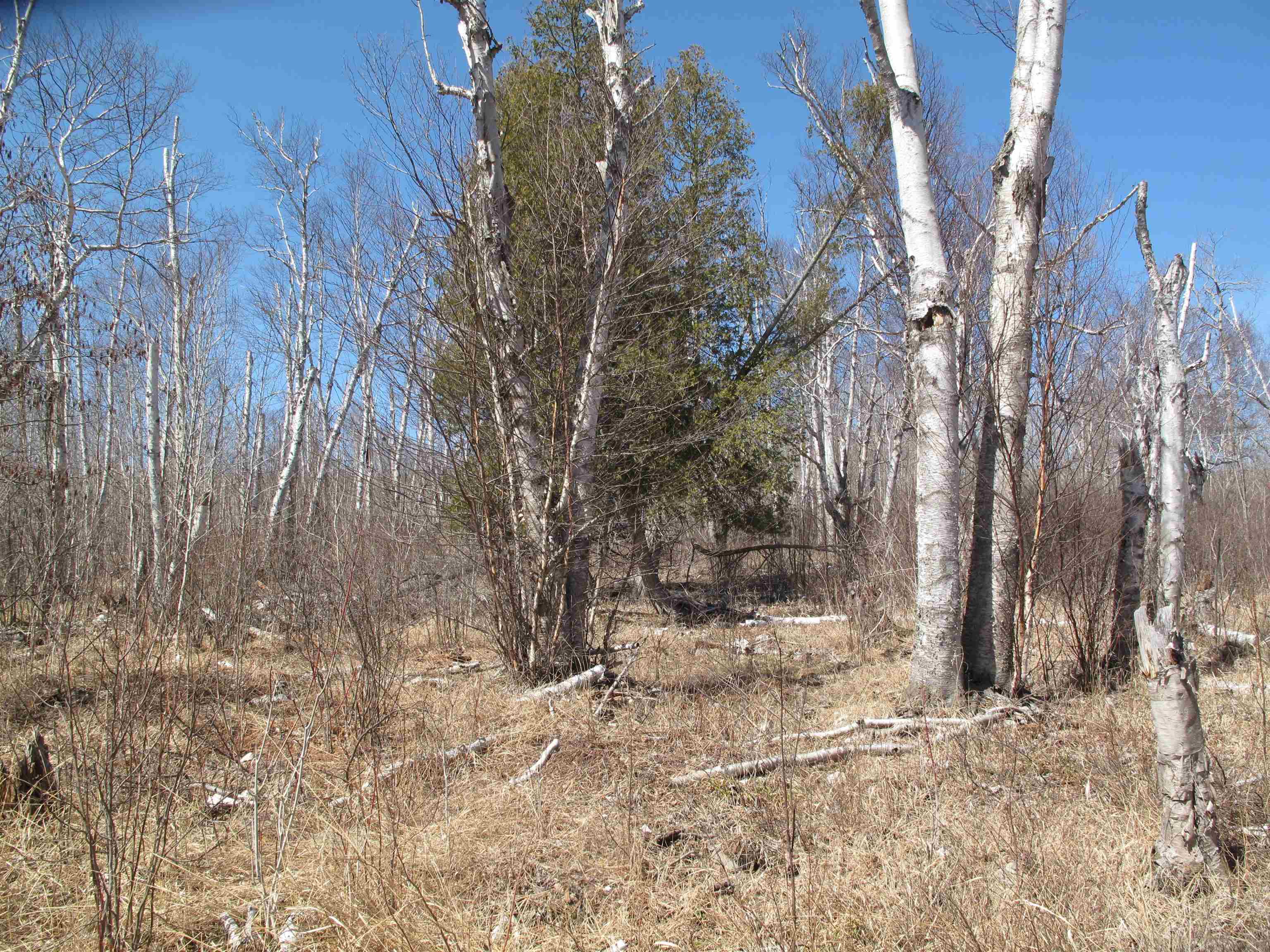 9223 Hwy 61 W Schroeder MN 55613 6119000 image36