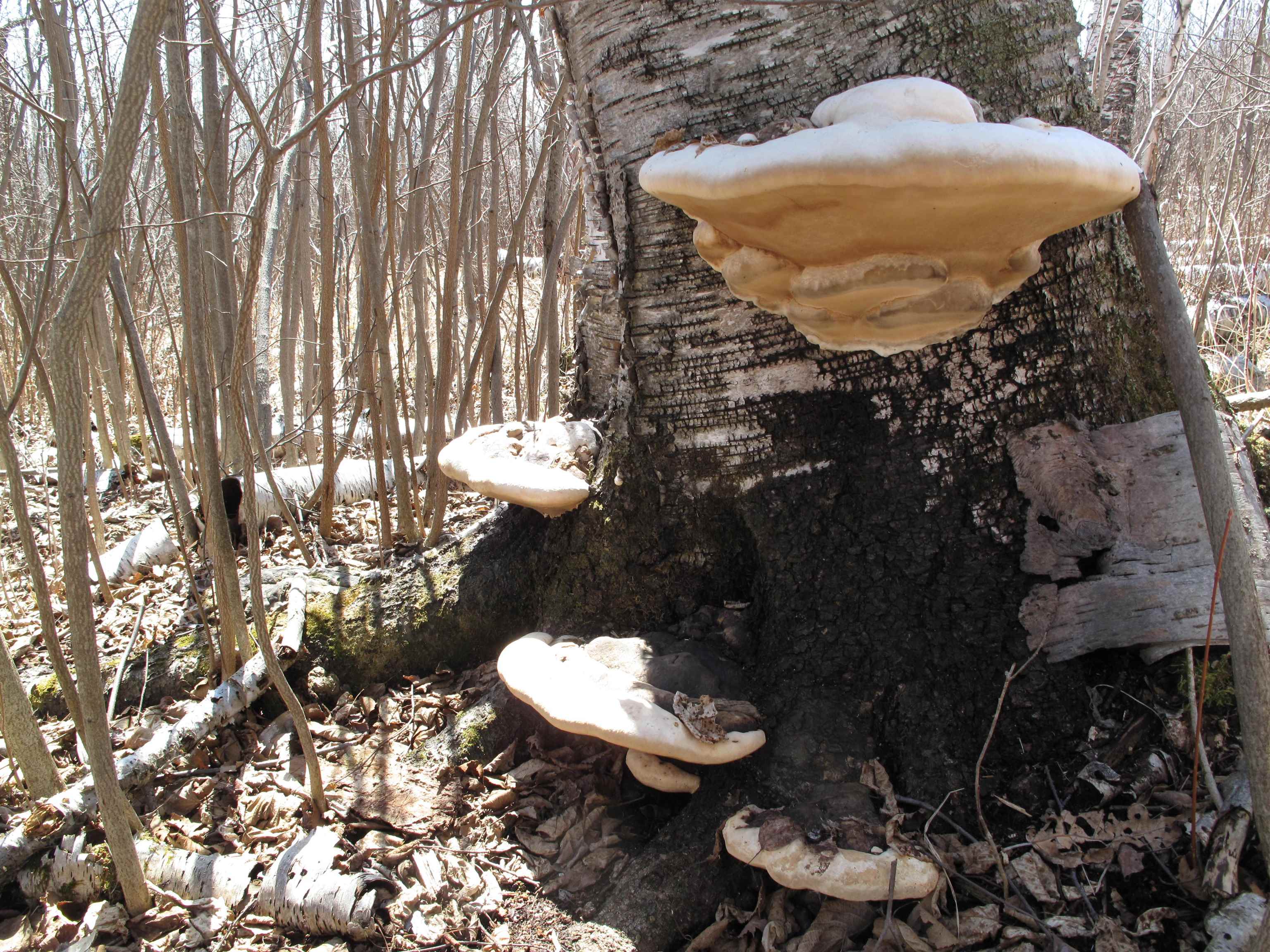 9223 Hwy 61 W Schroeder MN 55613 6119000 image41