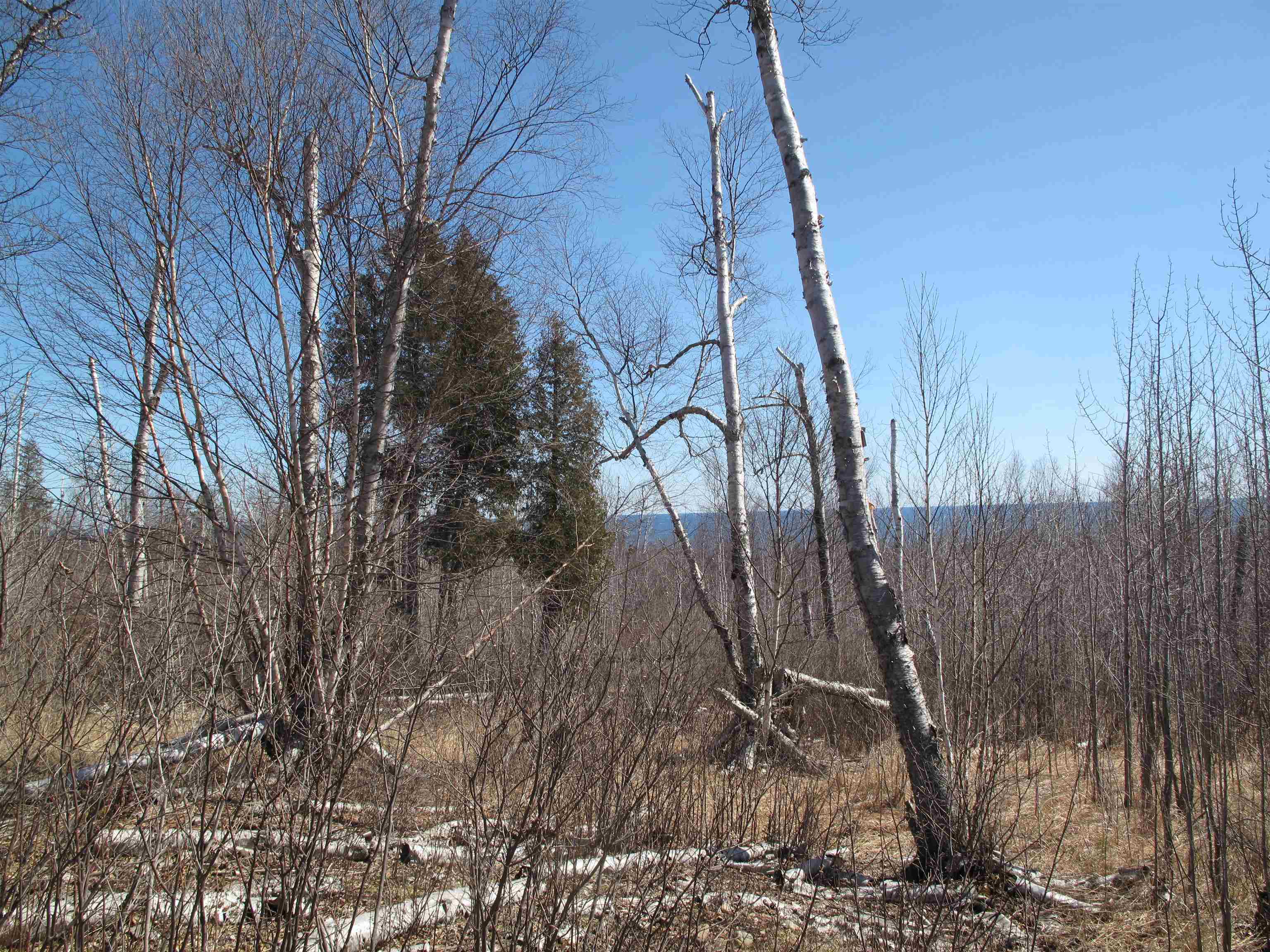 9223 Hwy 61 W Schroeder MN 55613 6119000 image44