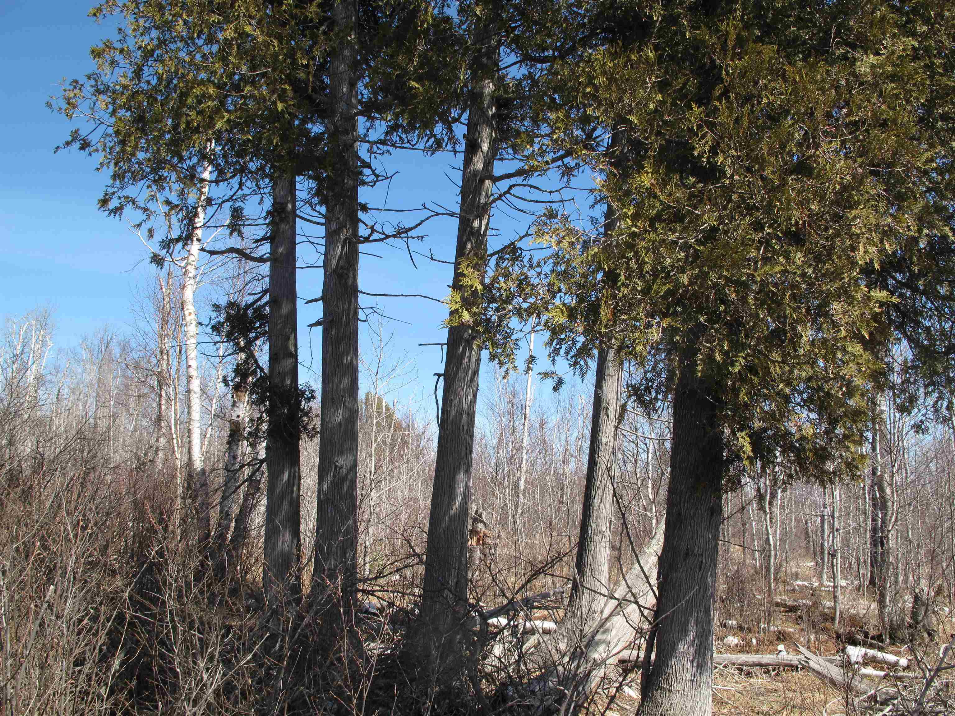 9223 Hwy 61 W Schroeder MN 55613 6119000 image46