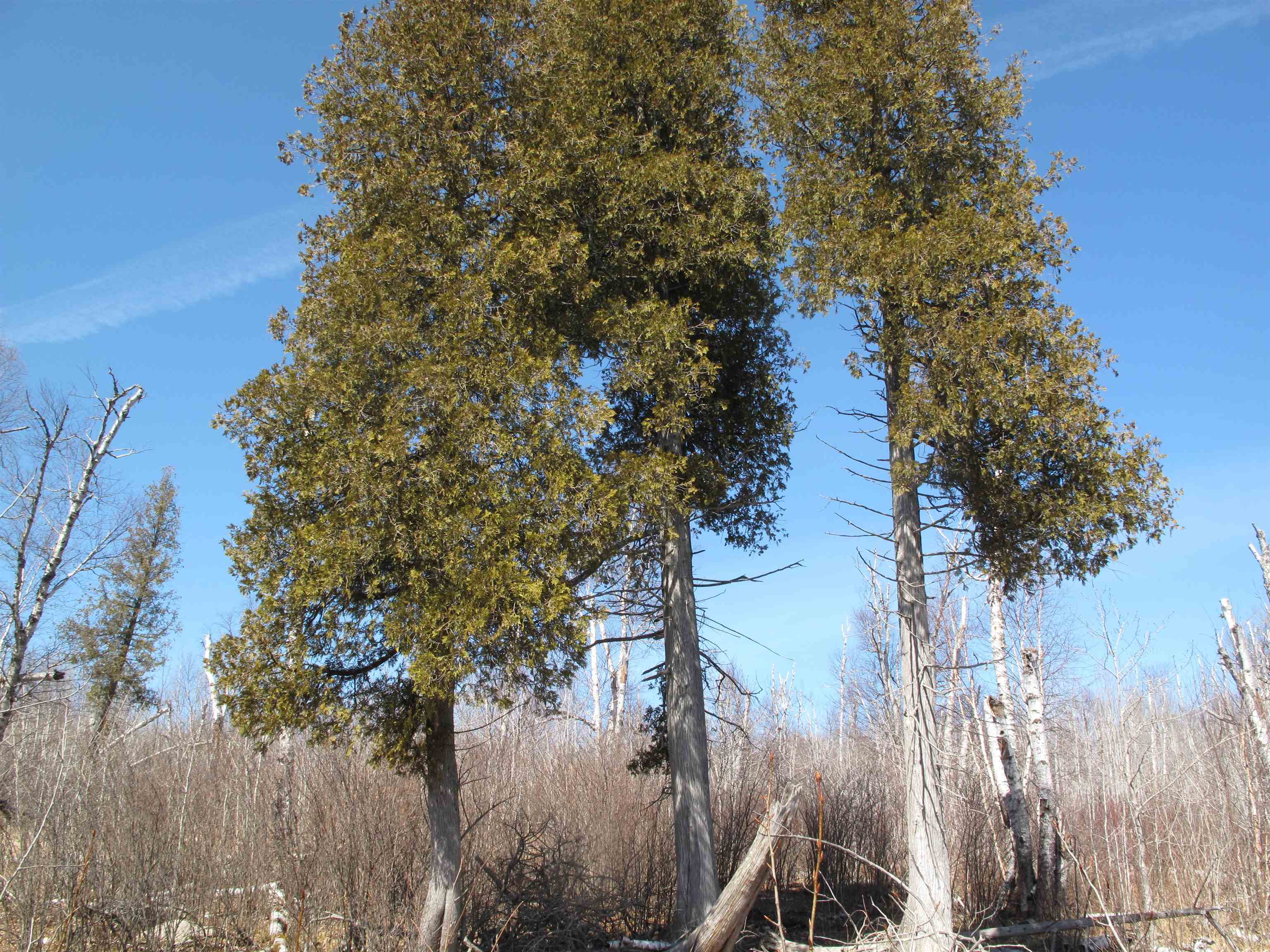 9223 Hwy 61 W Schroeder MN 55613 6119000 image47