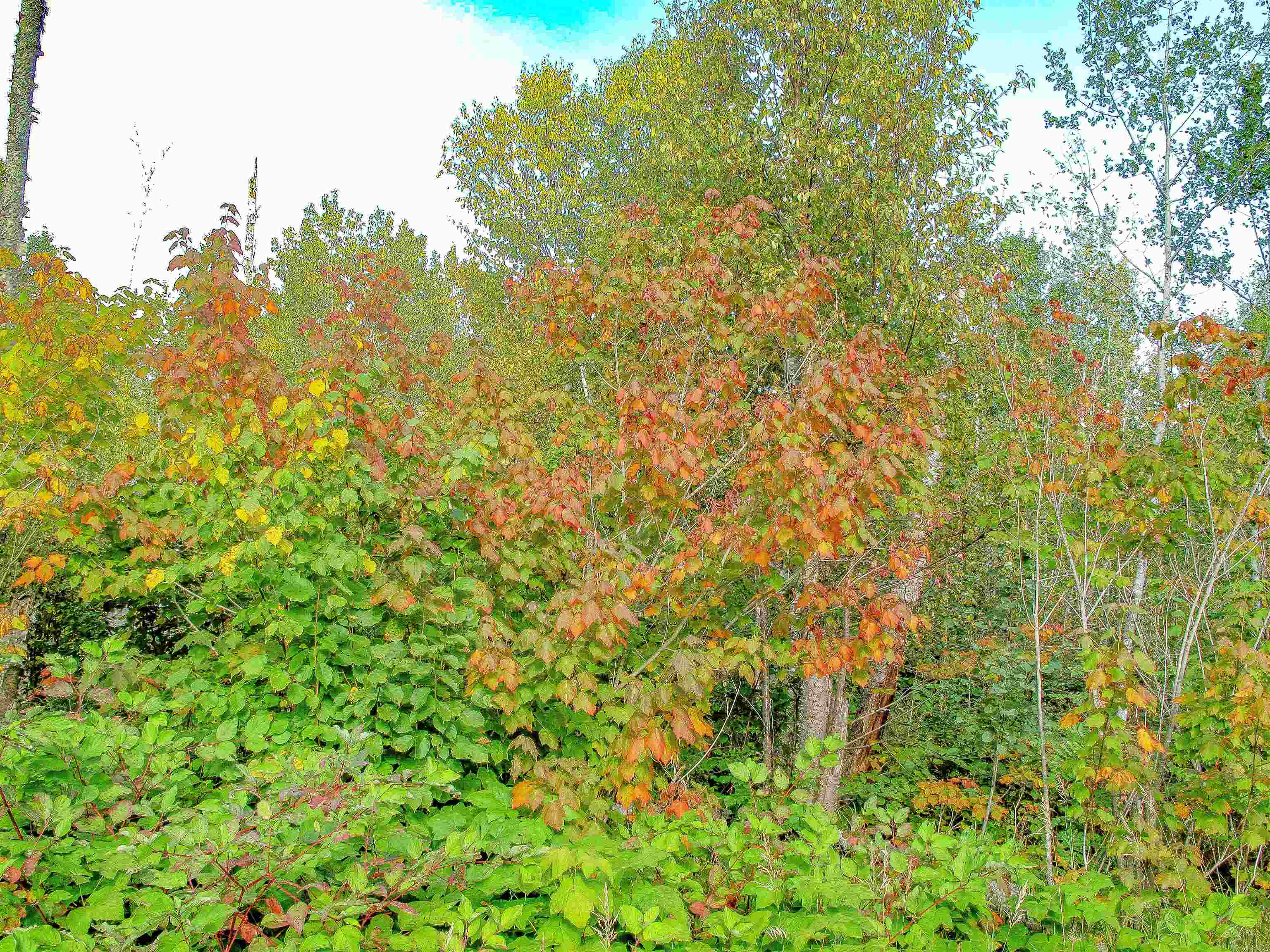 9223 Hwy 61 W Schroeder MN 55613 6119000 image5