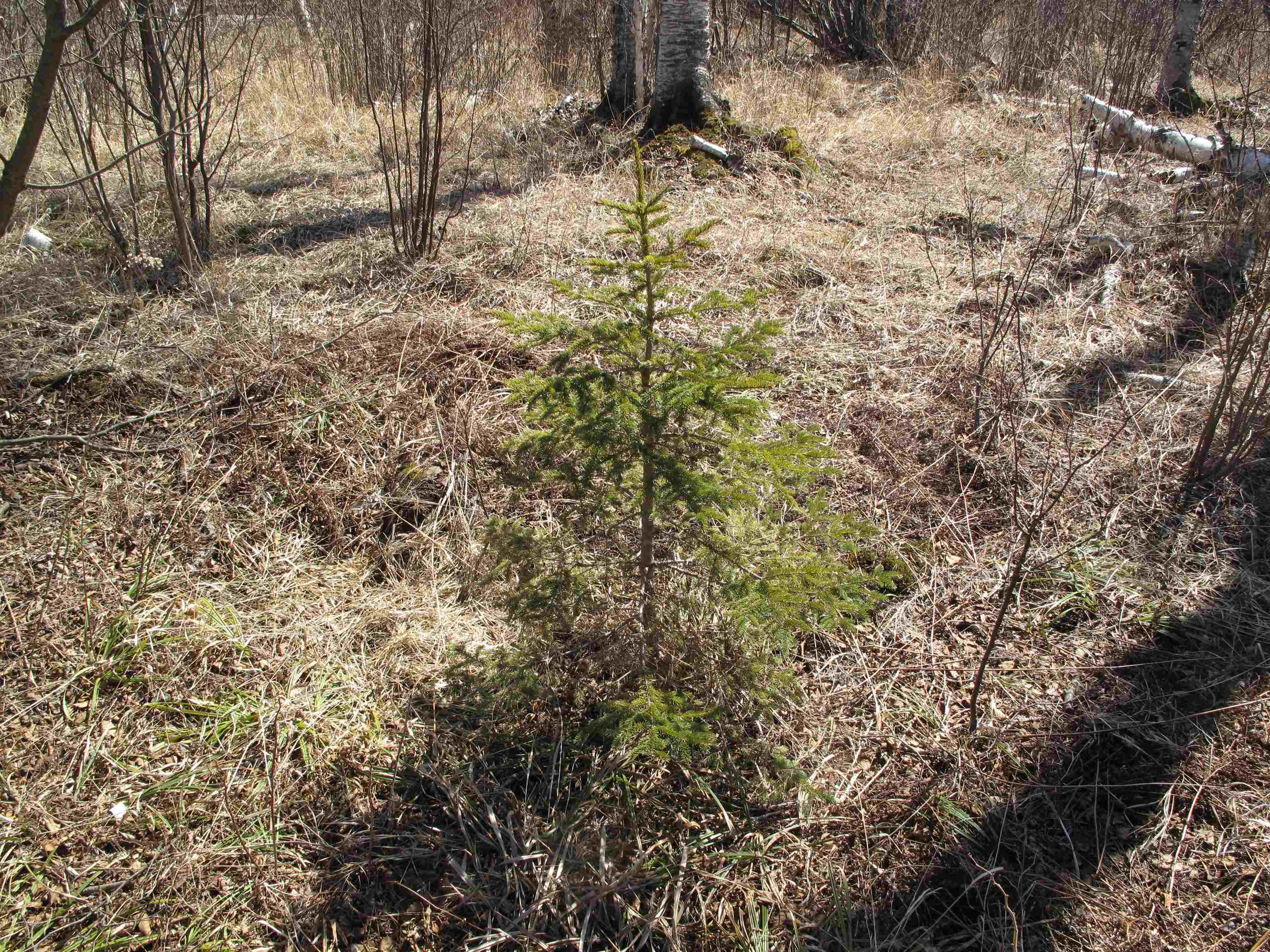 9223 Hwy 61 W Schroeder MN 55613 6119000 image50