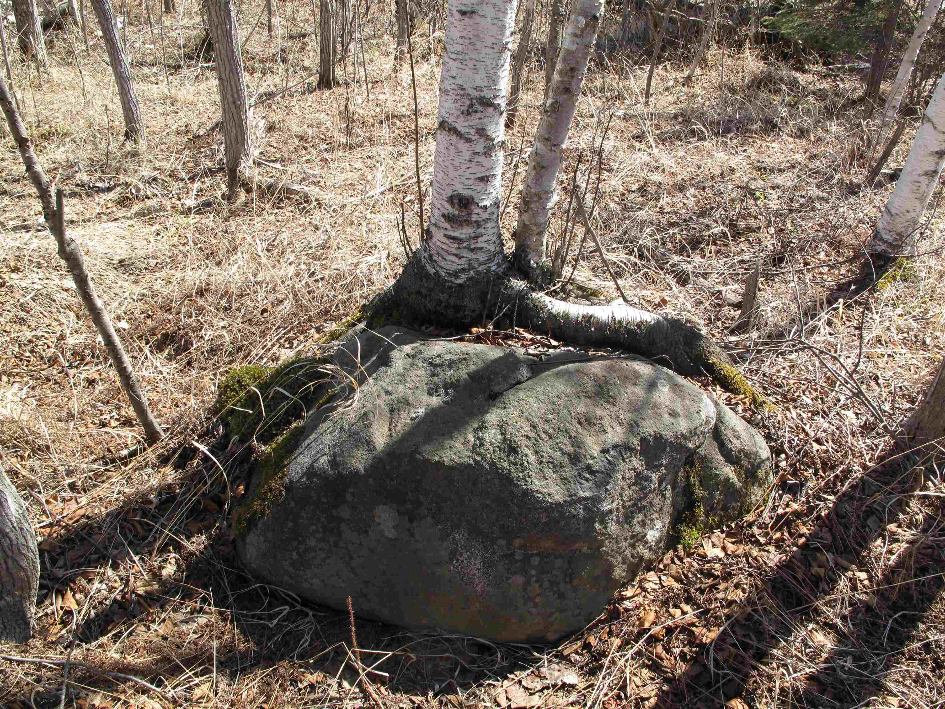 9223 Hwy 61 W Schroeder MN 55613 6119000 image51