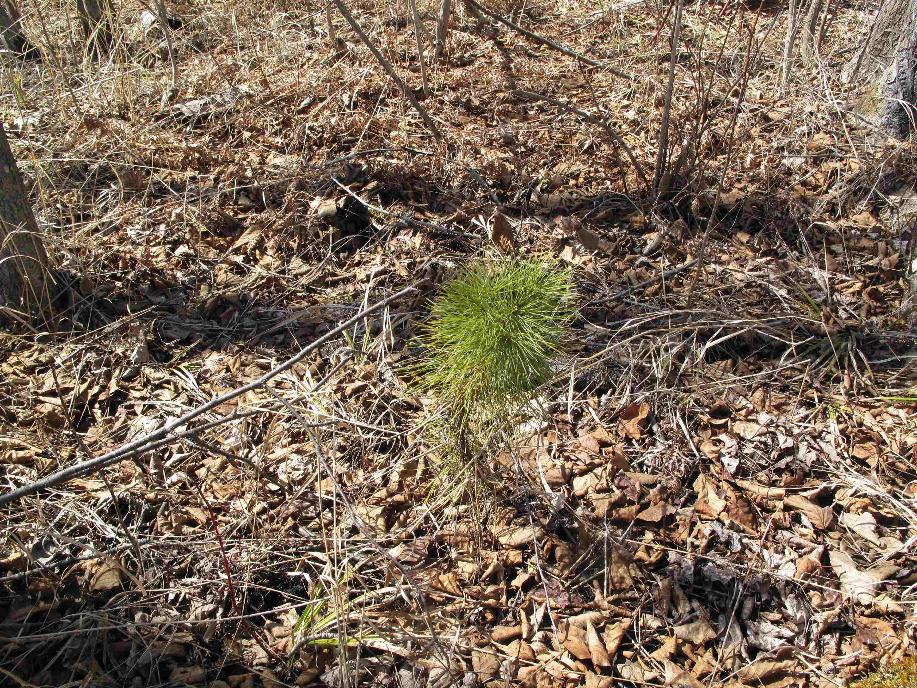 9223 Hwy 61 W Schroeder MN 55613 6119000 image52