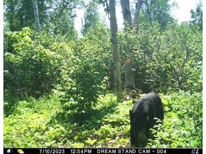 9223 Hwy 61 W Schroeder MN 55613 6119000 image60