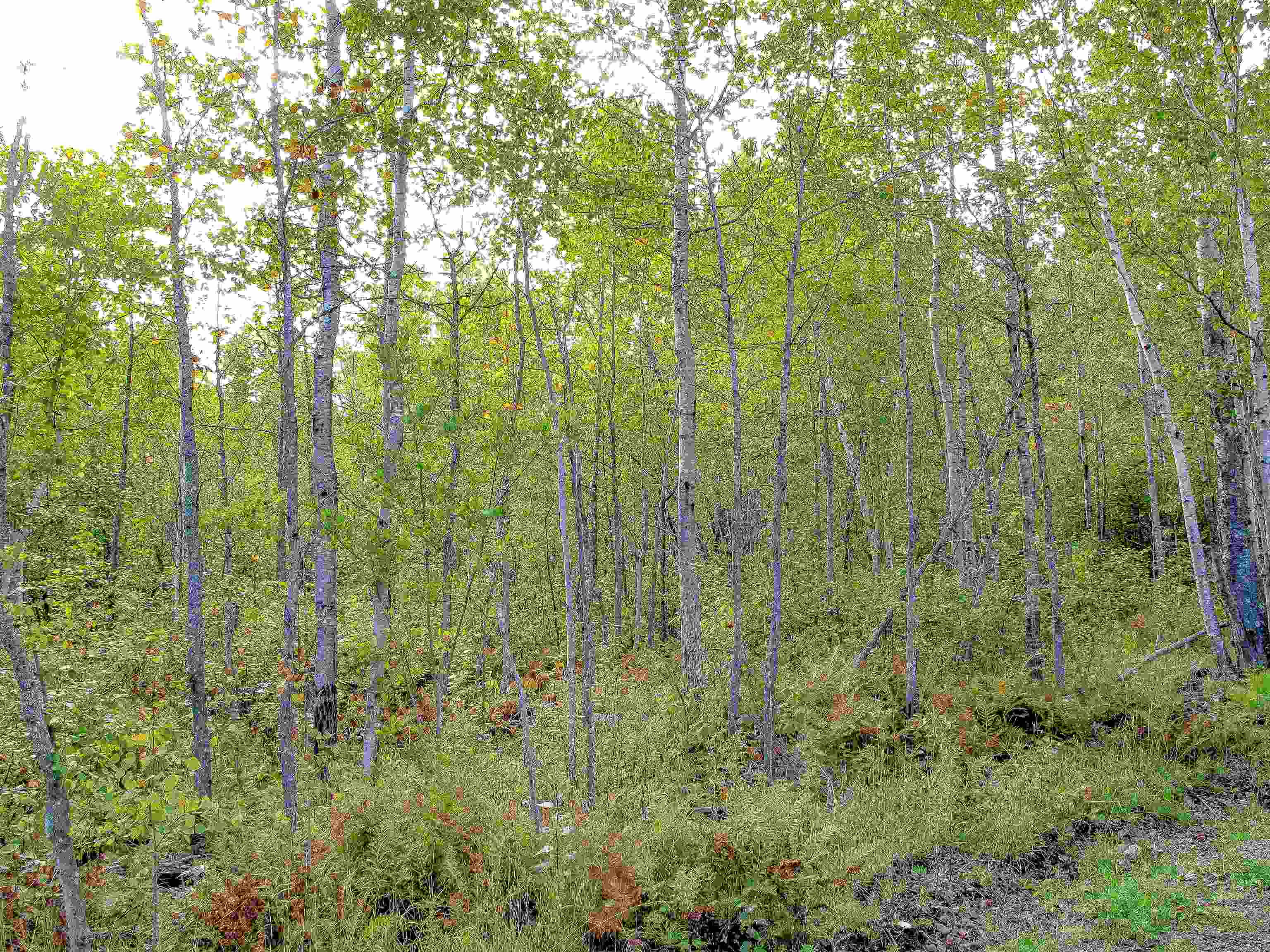 9223 Hwy 61 W Schroeder MN 55613 6119000 image7