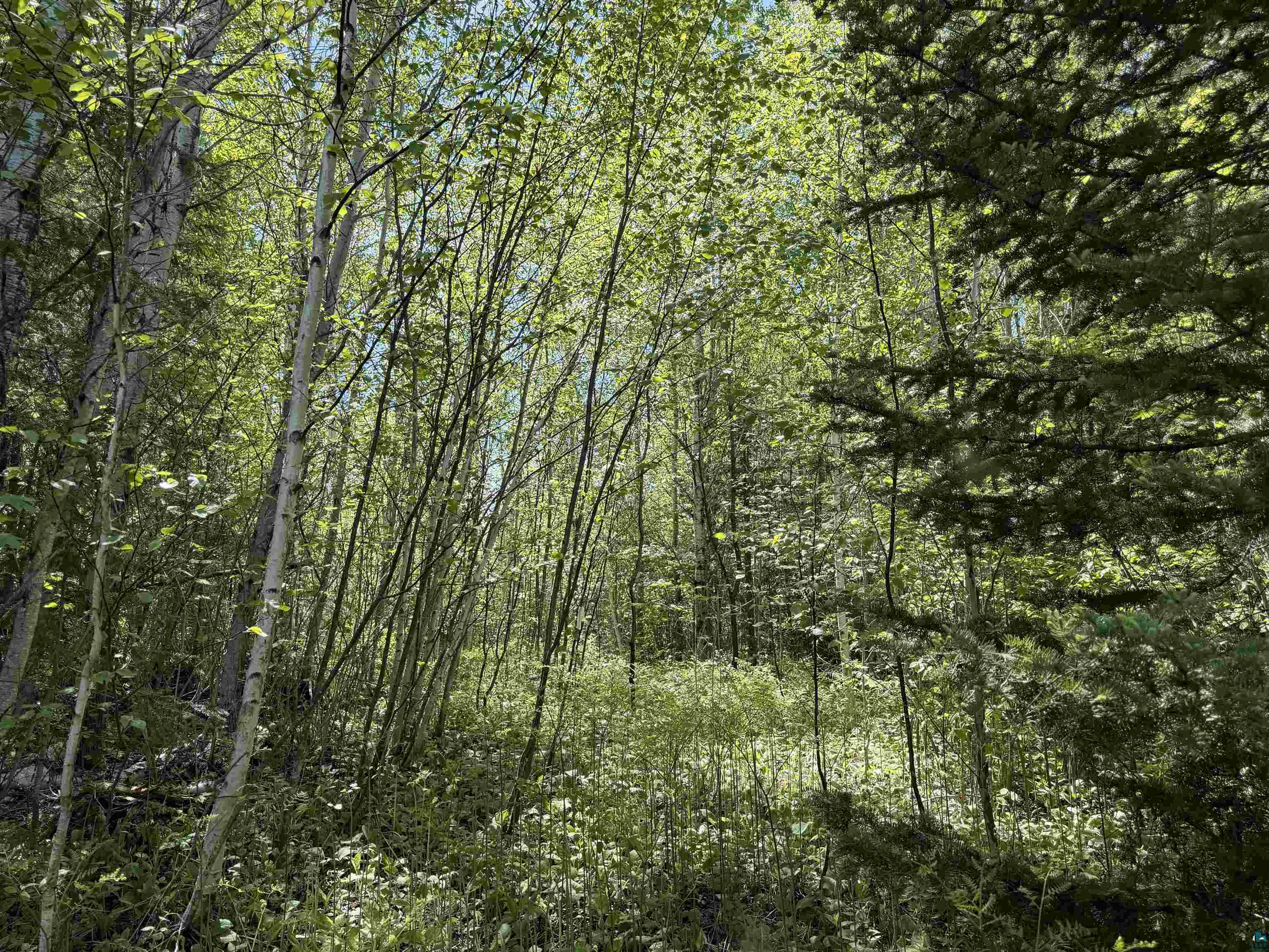 9685 Gunflint Tr Grand Marais MN 55604 6125791 image6