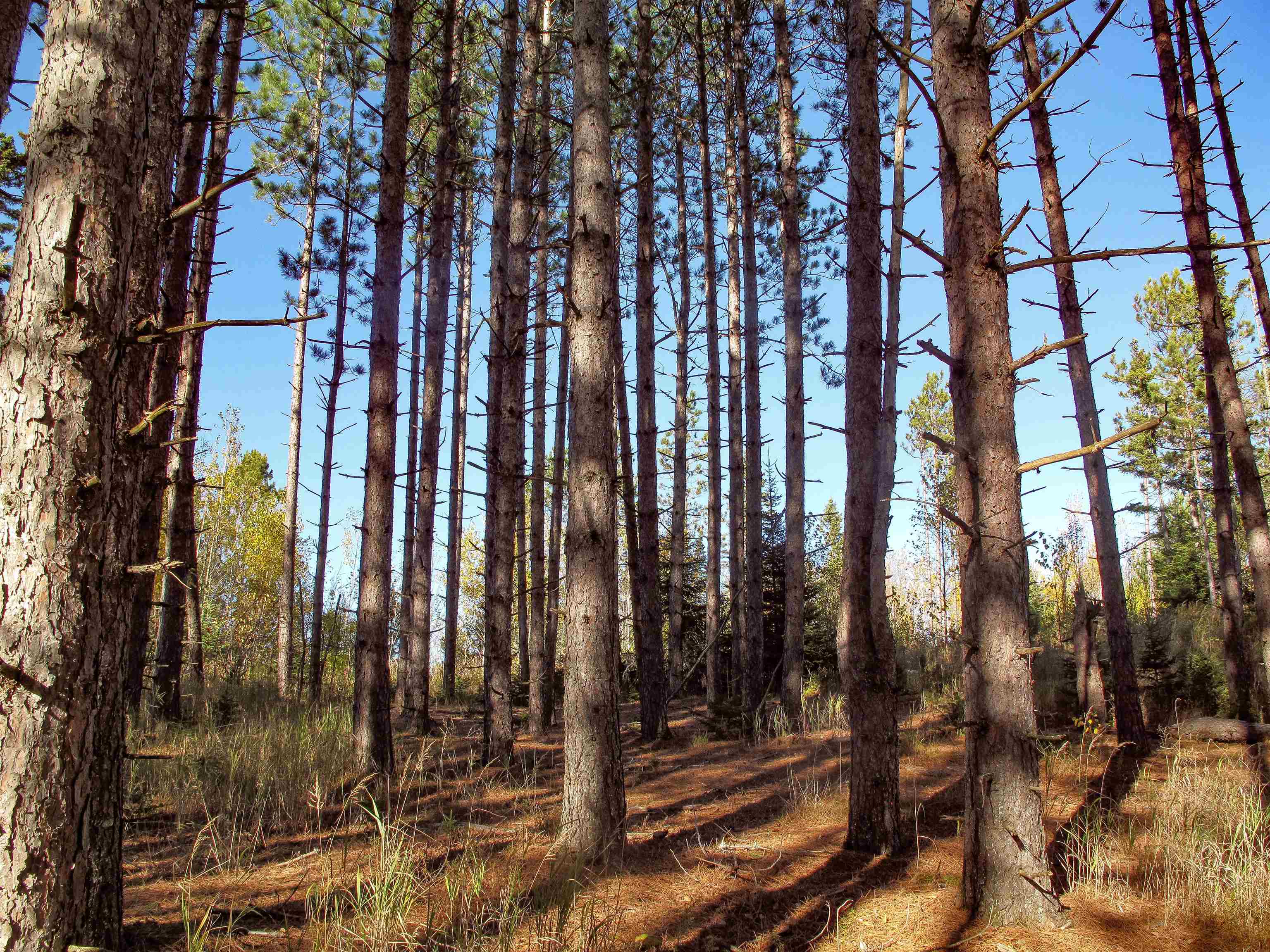 ABC Bally Creek Rd Grand Marais MN 55604 6122477 image12