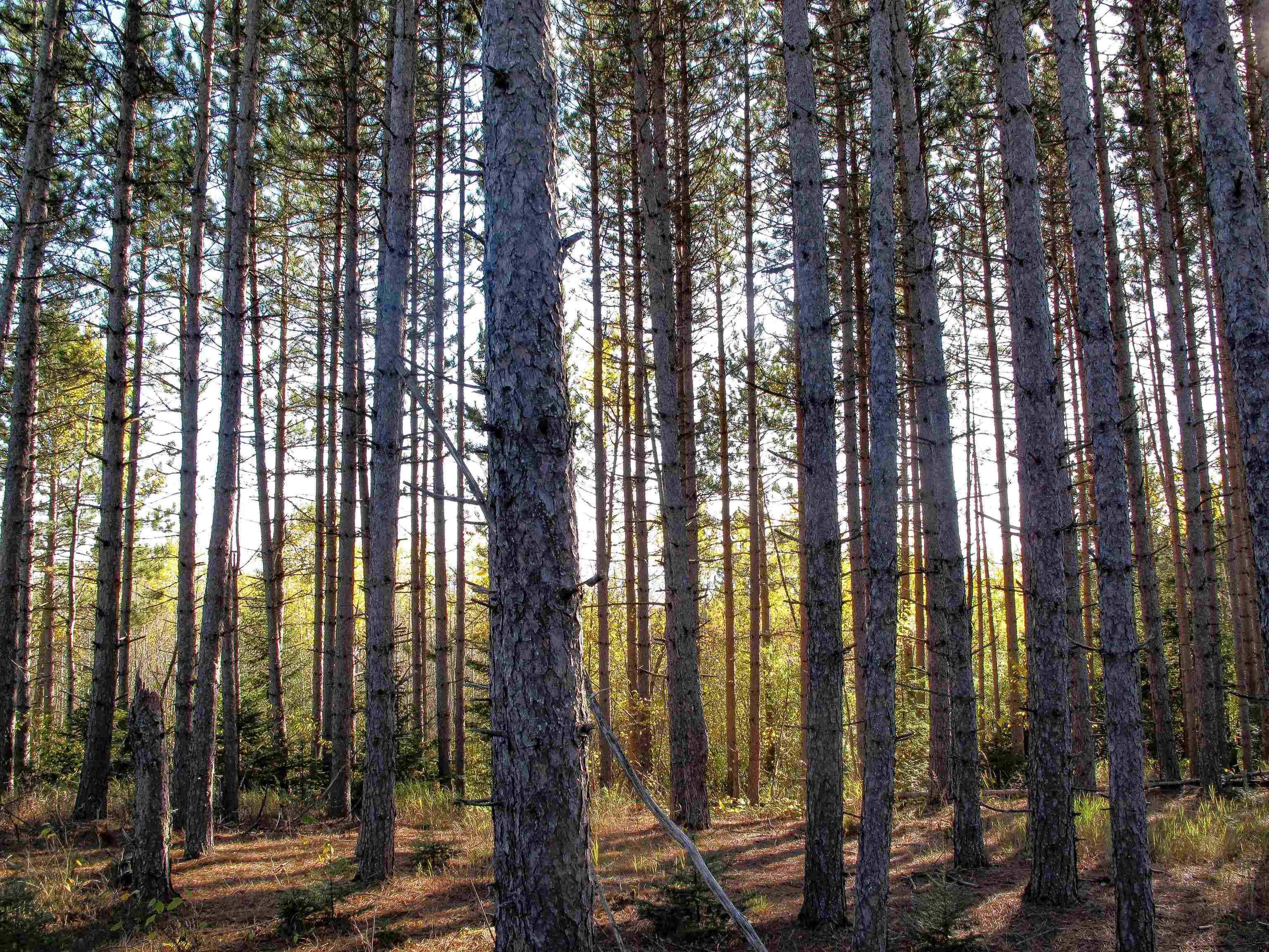 ABC Bally Creek Rd Grand Marais MN 55604 6122477 image17