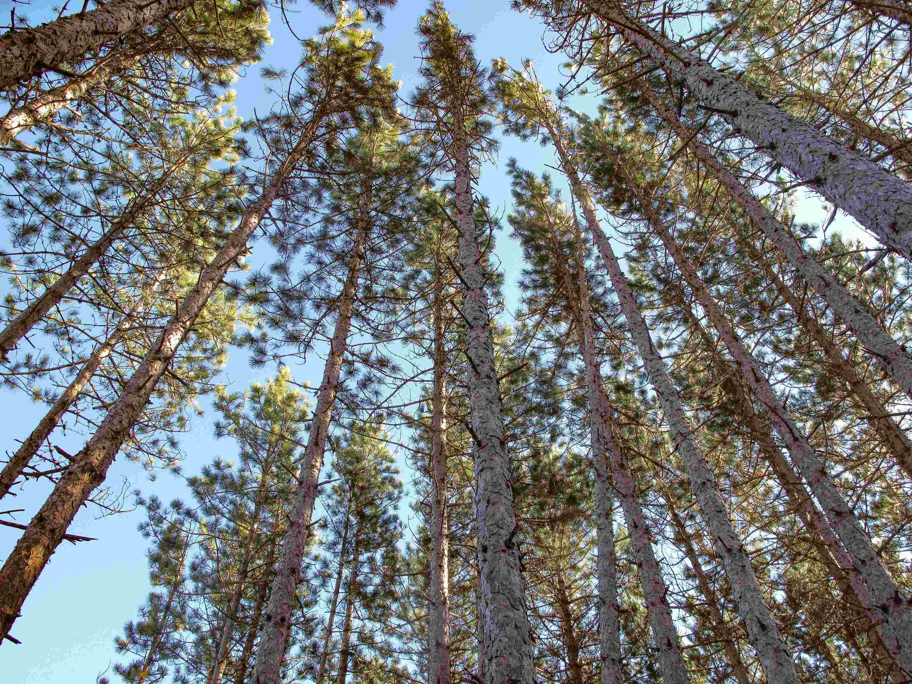 ABC Bally Creek Rd Grand Marais MN 55604 6122477 image18