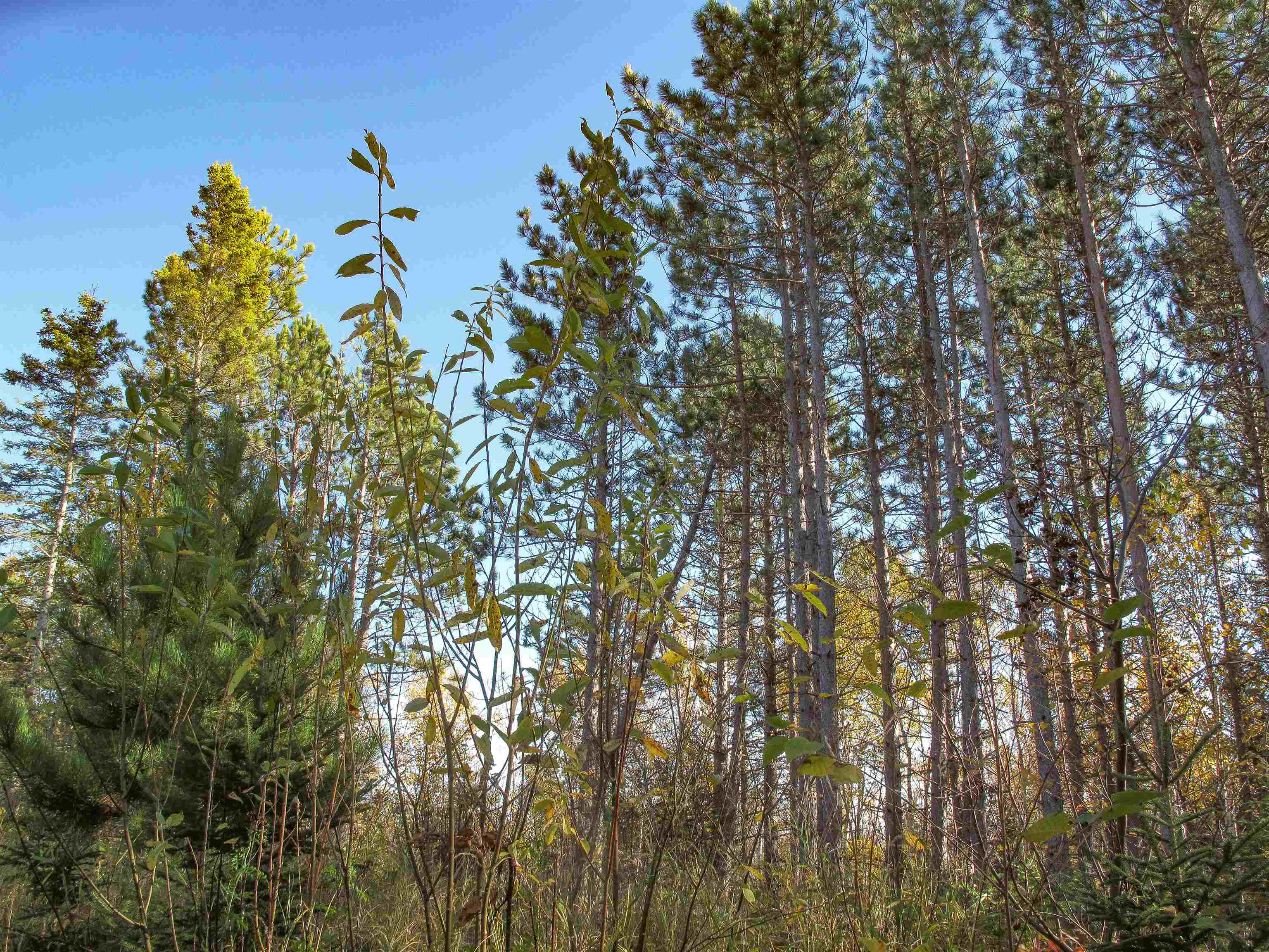 ABC Bally Creek Rd Grand Marais MN 55604 6122477 image41